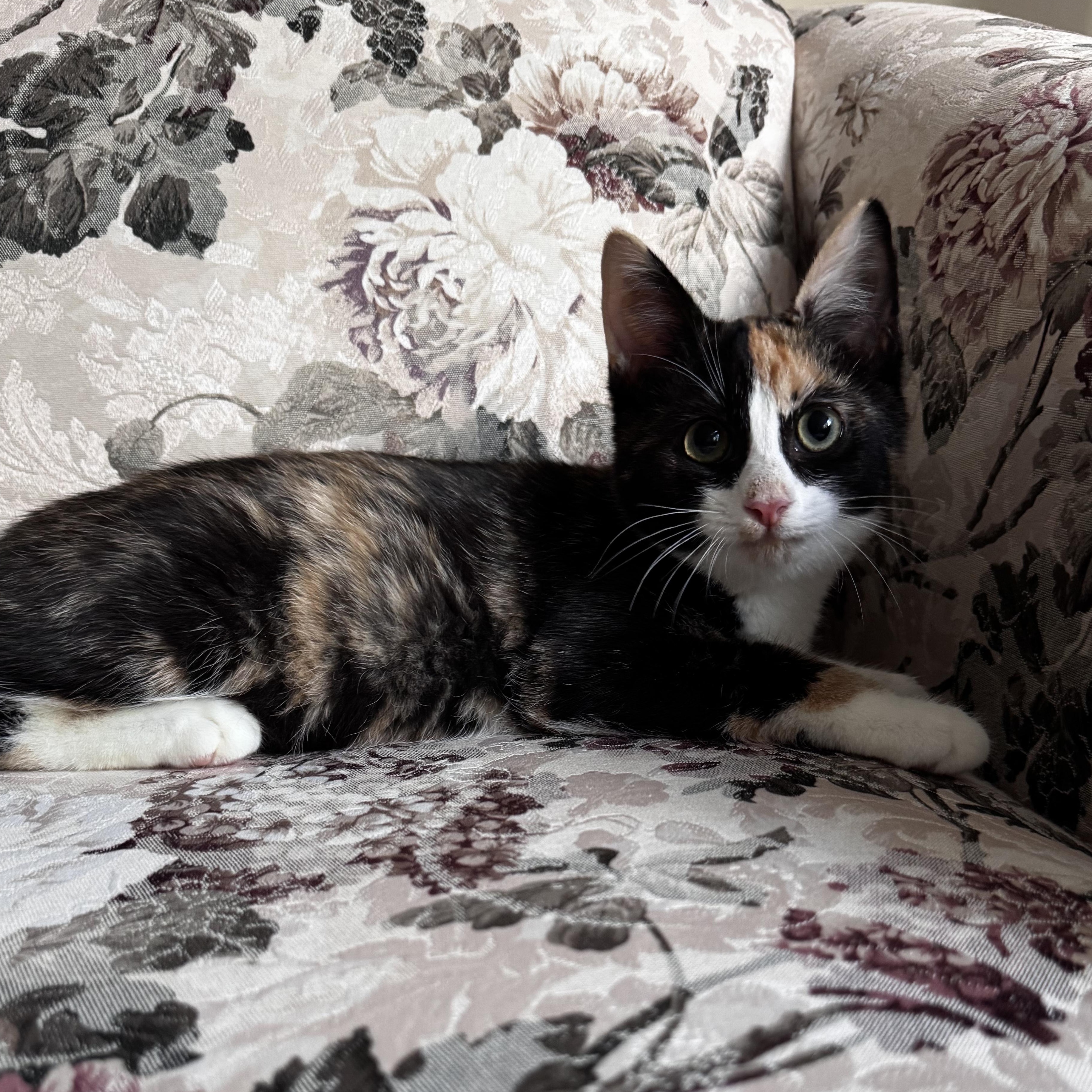 Enlarge IDAHO, a Adoptable Domestic Short Hair in East Greenwich, RI image 6/6