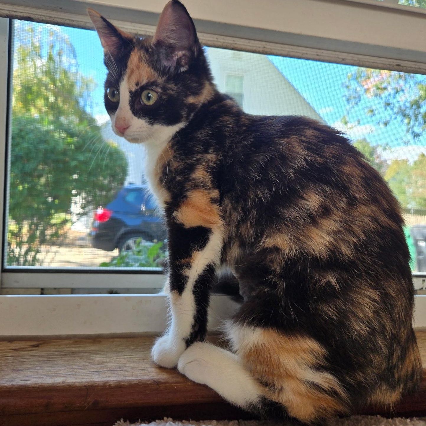 Enlarge IDAHO, a Adoptable Domestic Short Hair in East Greenwich, RI image 3/6