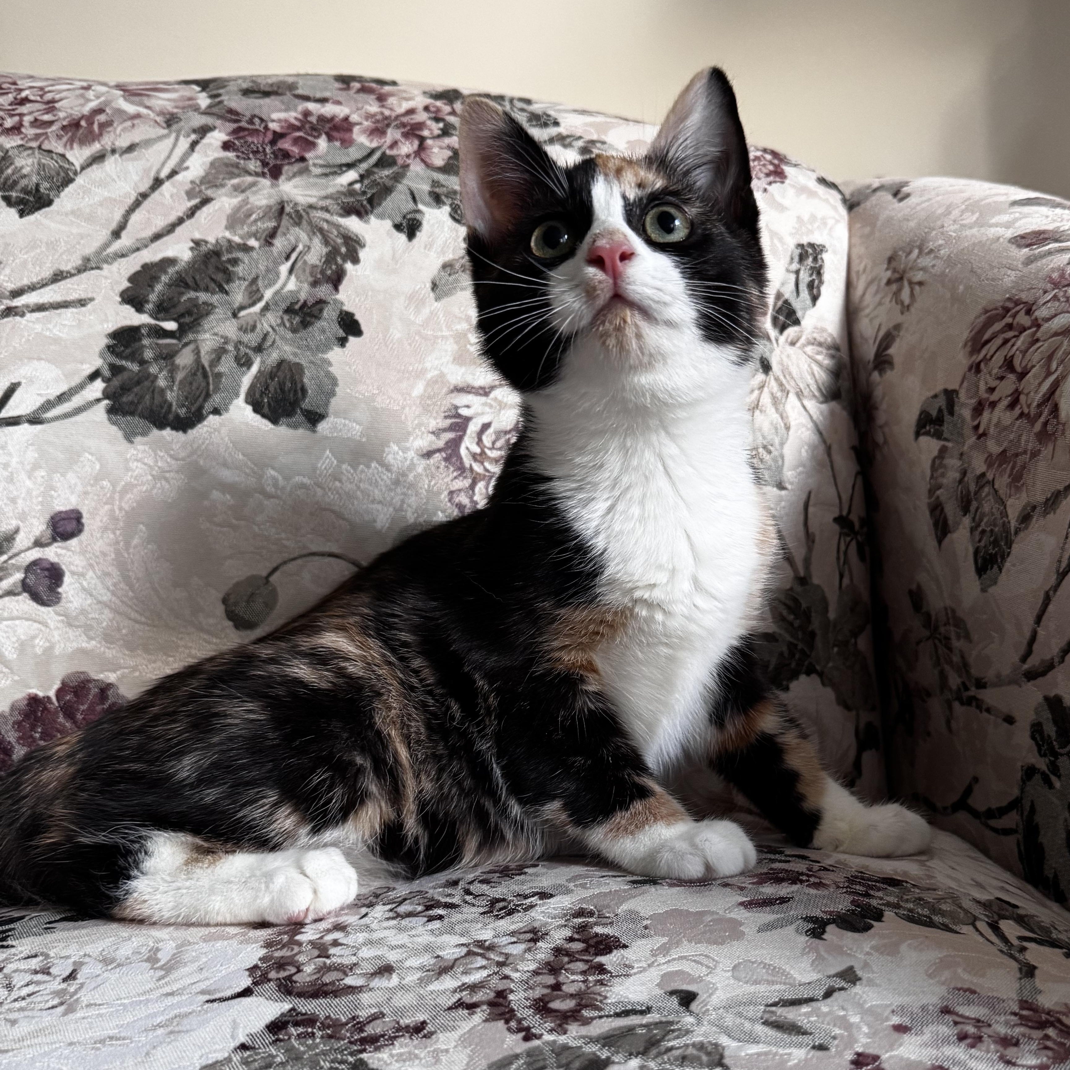 Enlarge IDAHO, a Adoptable Domestic Short Hair in East Greenwich, RI image 5/6