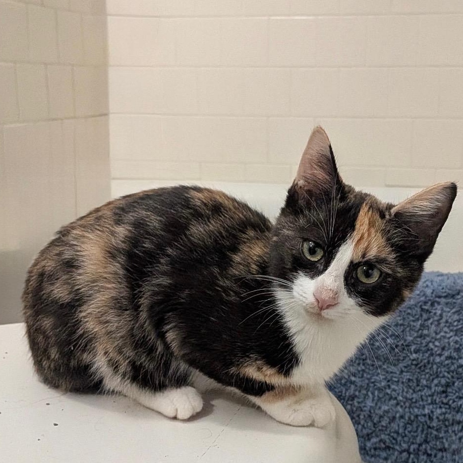 Enlarge IDAHO, a Adoptable Domestic Short Hair in East Greenwich, RI image 4/6