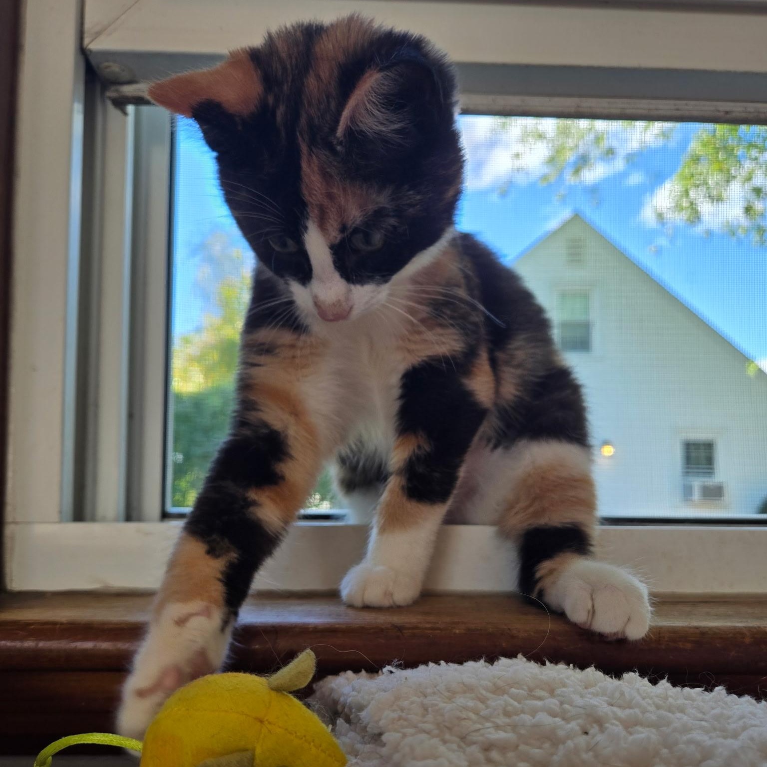 Enlarge IDAHO, a Adoptable Domestic Short Hair in East Greenwich, RI image 2/6