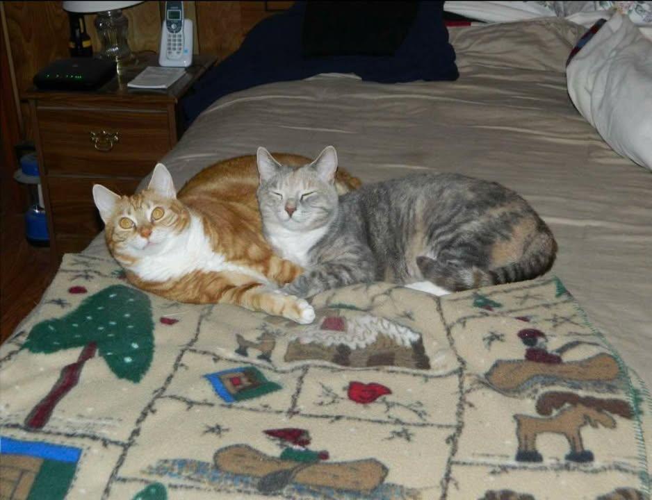 Country and Casey (COURTESY POST), Adoptable, Adult Female Domestic Short Hair.