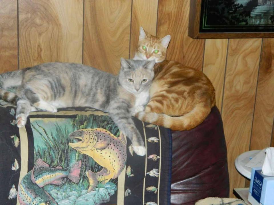 Country and Casey (COURTESY POST), a Adoptable Domestic Short Hair in Richmond, KY image 2/2