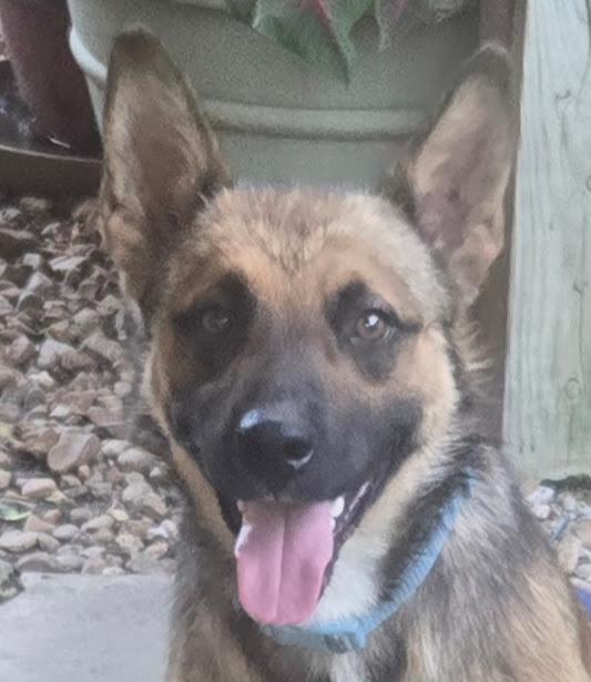 CHEWIE, Adoptable, Young Male Australian Cattle Dog / Blue Heeler & Shepherd.