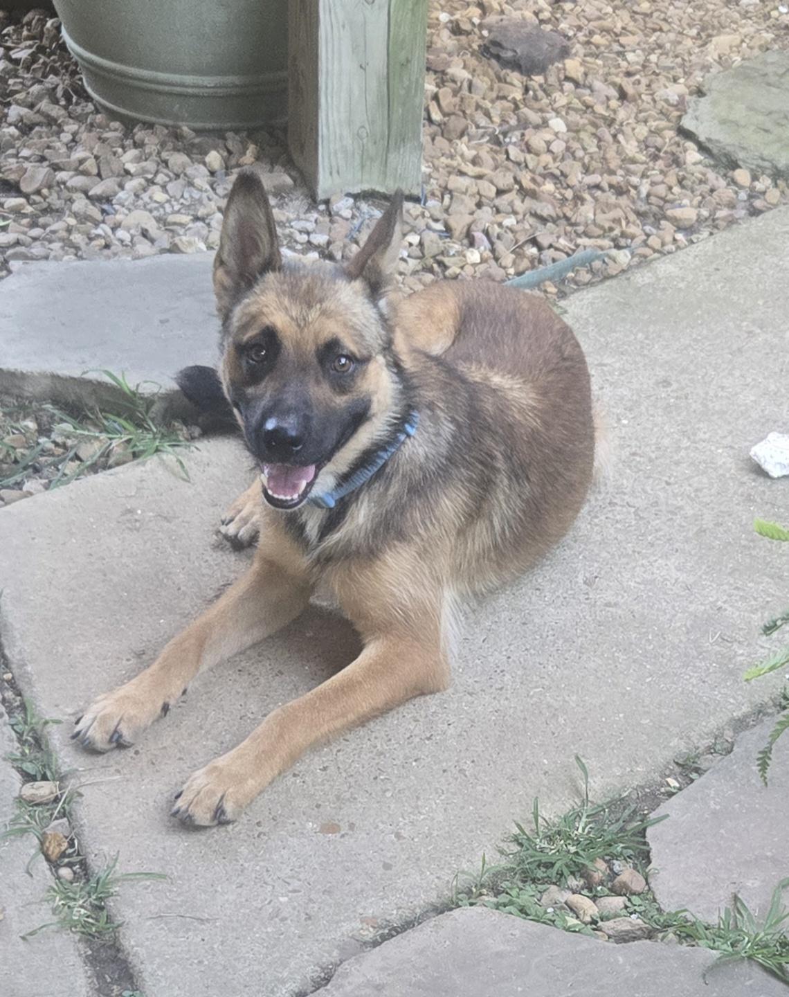 Enlarge CHEWIE, a Adoptable mixed breed in Byhalia, MS image 3/3