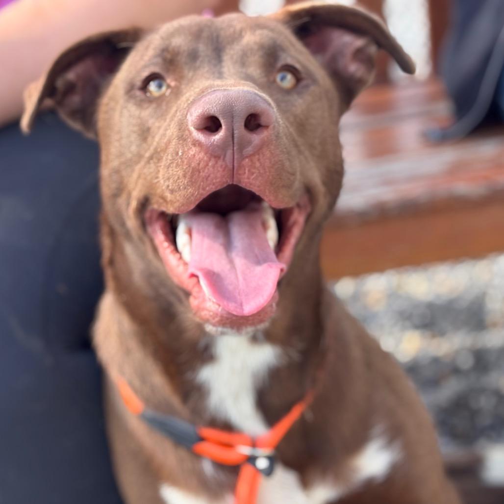 Enlarge Coffee, a Adoptable mixed breed in York, PA image 1/4
