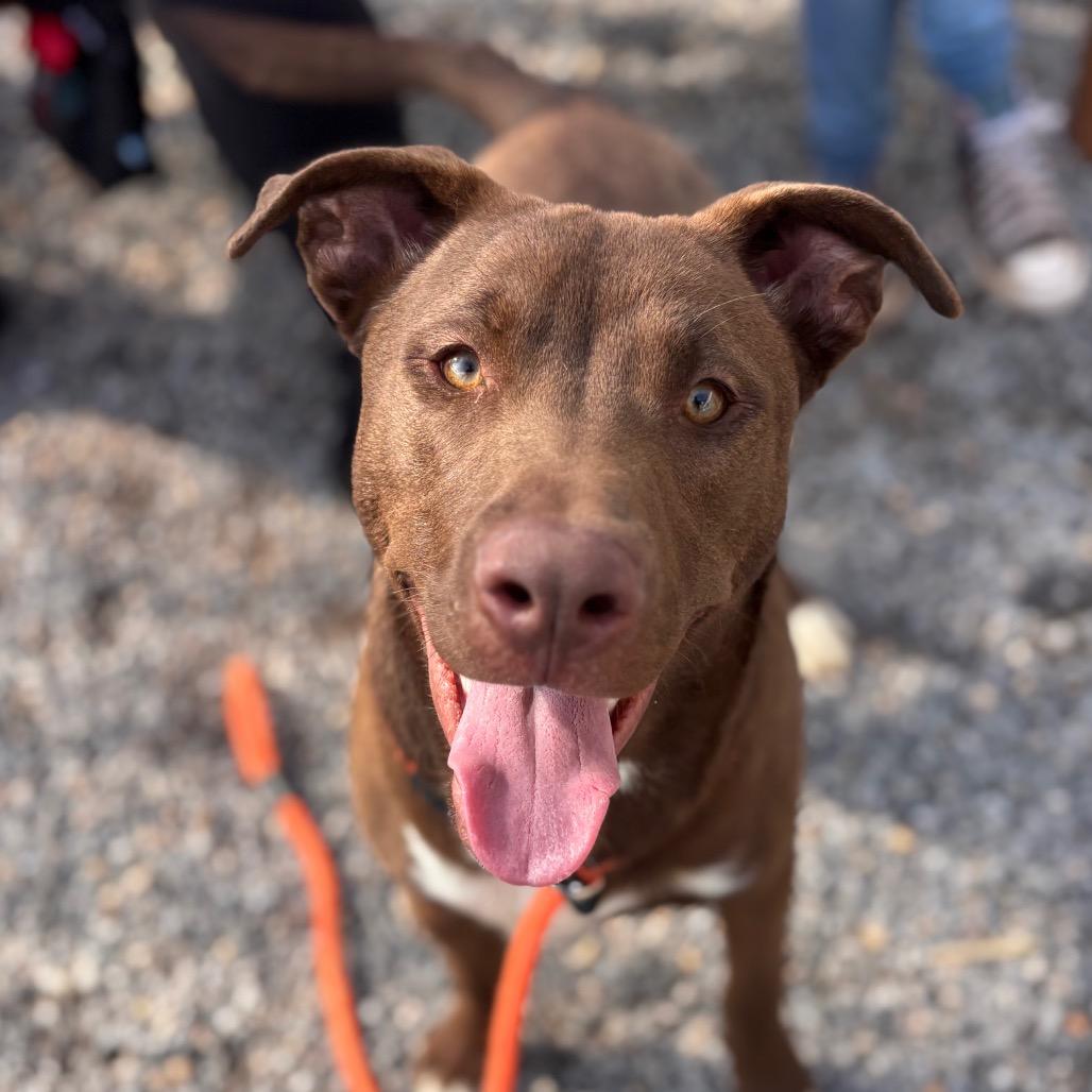 Enlarge Coffee, a Adoptable mixed breed in York, PA image 2/4