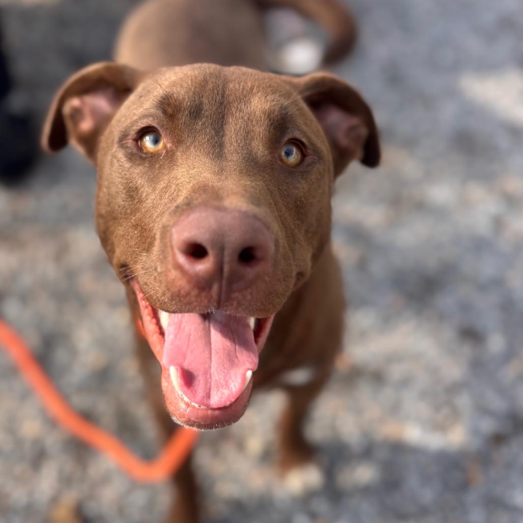 Enlarge Coffee, a Adoptable mixed breed in York, PA image 3/4