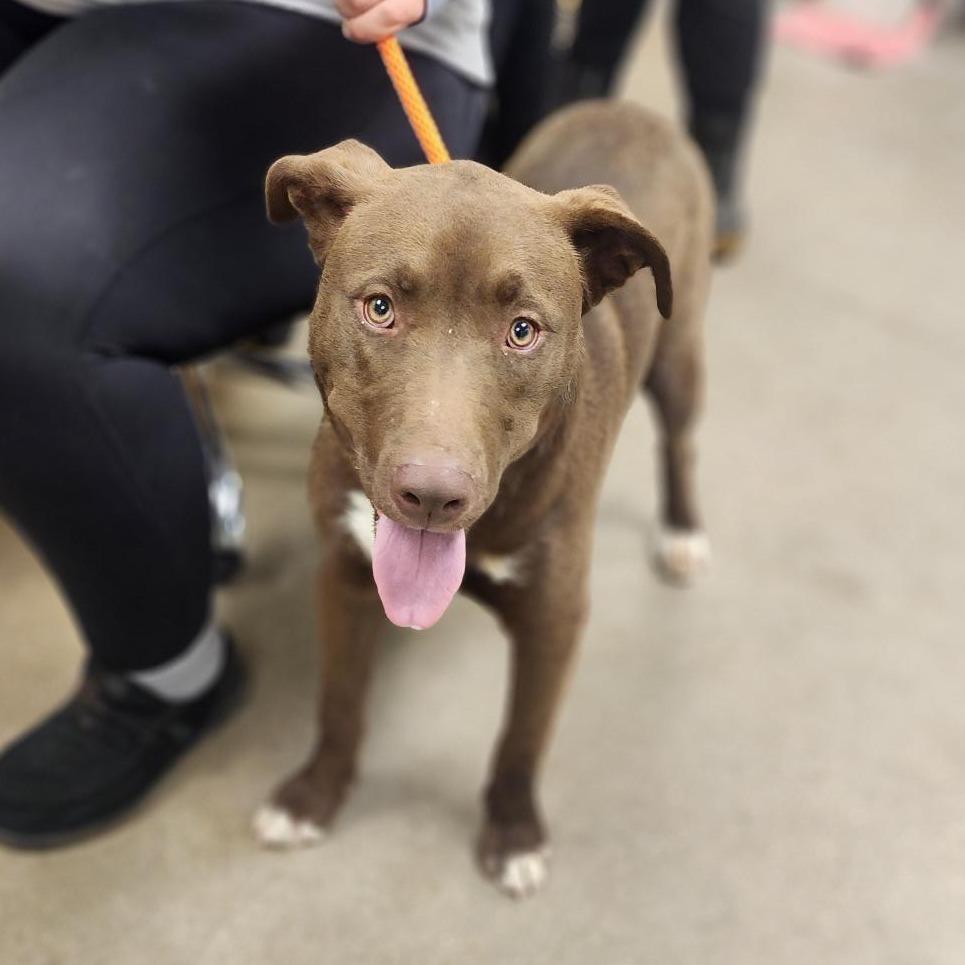 Enlarge Coffee, a Adoptable mixed breed in York, PA image 4/4