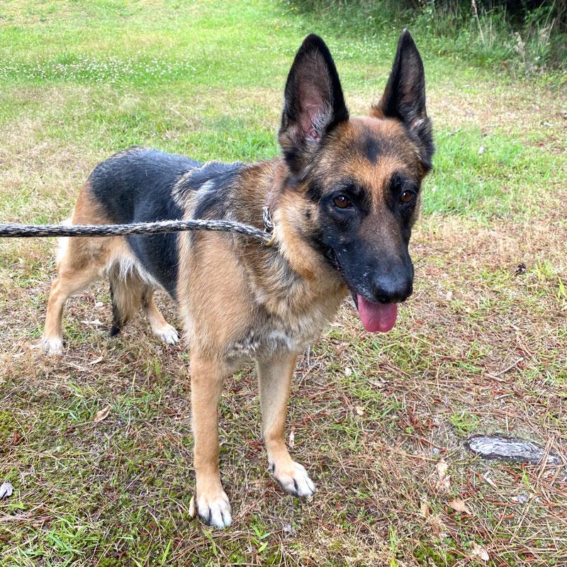 Enlarge Darby, a ADOPTABLE German Shepherd Dog in Monroe, GA image 1/1