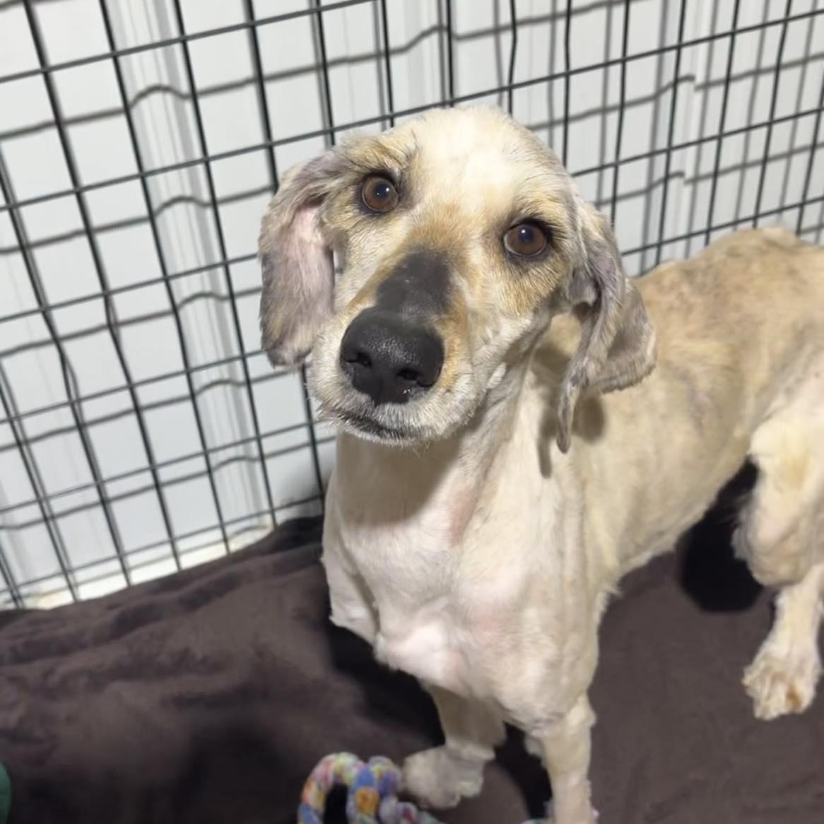 Enlarge Ellie, a ADOPTABLE mixed breed in Valparaiso, IN image 2/2