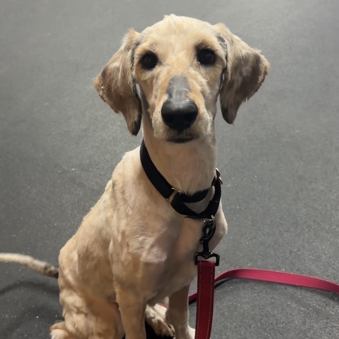 Ellie, ADOPTABLE, Young Female Poodle.