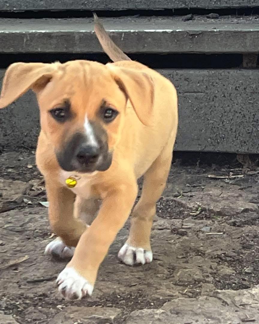 Maple, Young Female Boxer