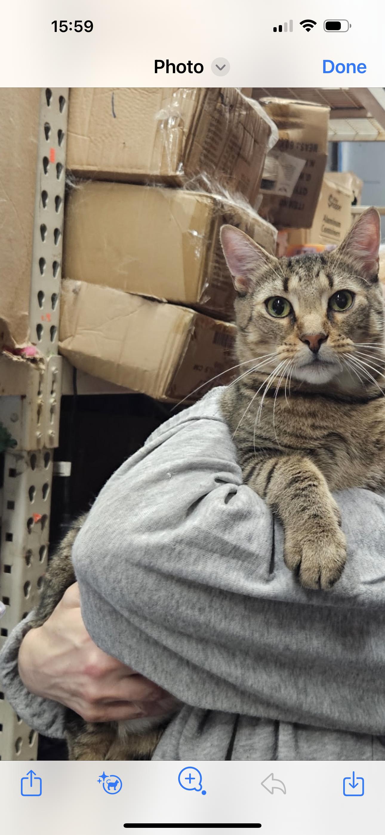 Waffles, Adoptable, Young Male American Shorthair.