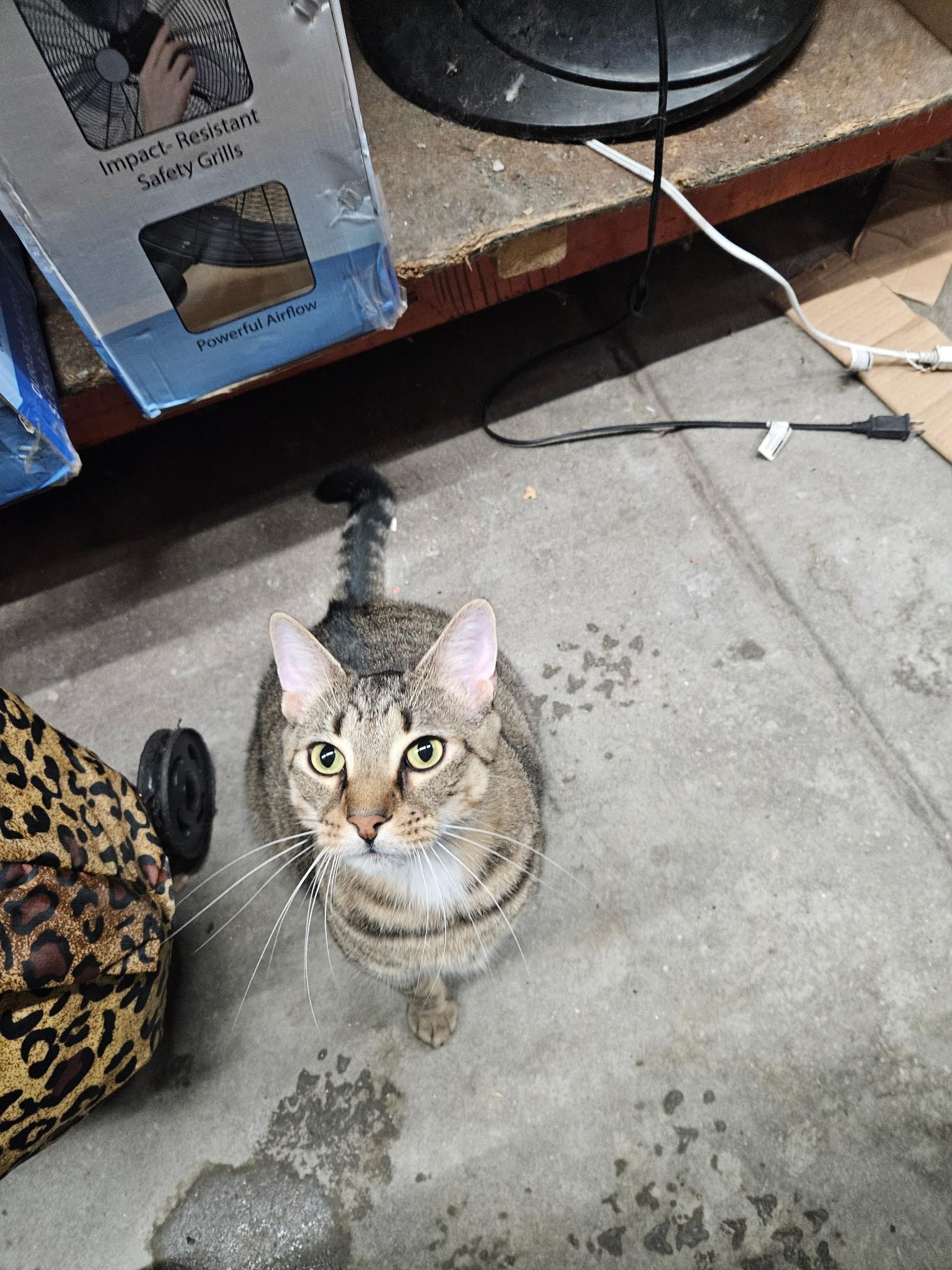 Waffles, a Adoptable American Shorthair in Brooklyn, NY image 2/2