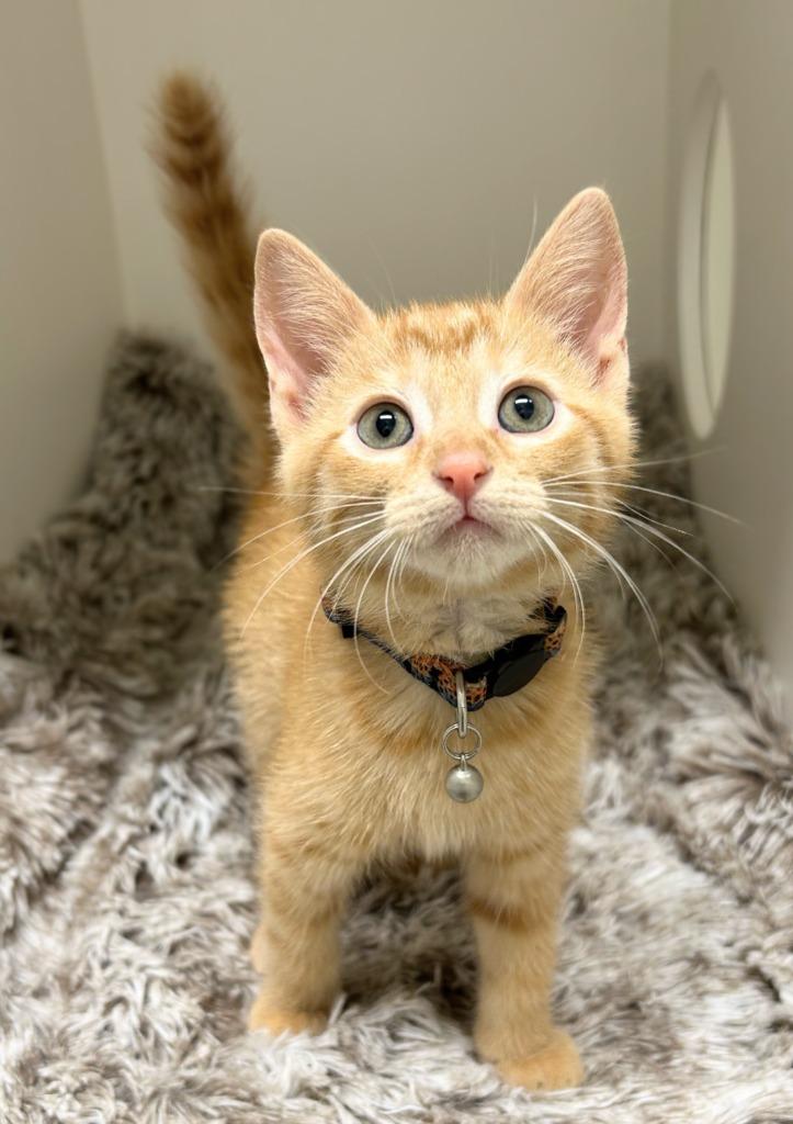 Justin, a Adoptable mixed breed in Bryant, AR image 1/3