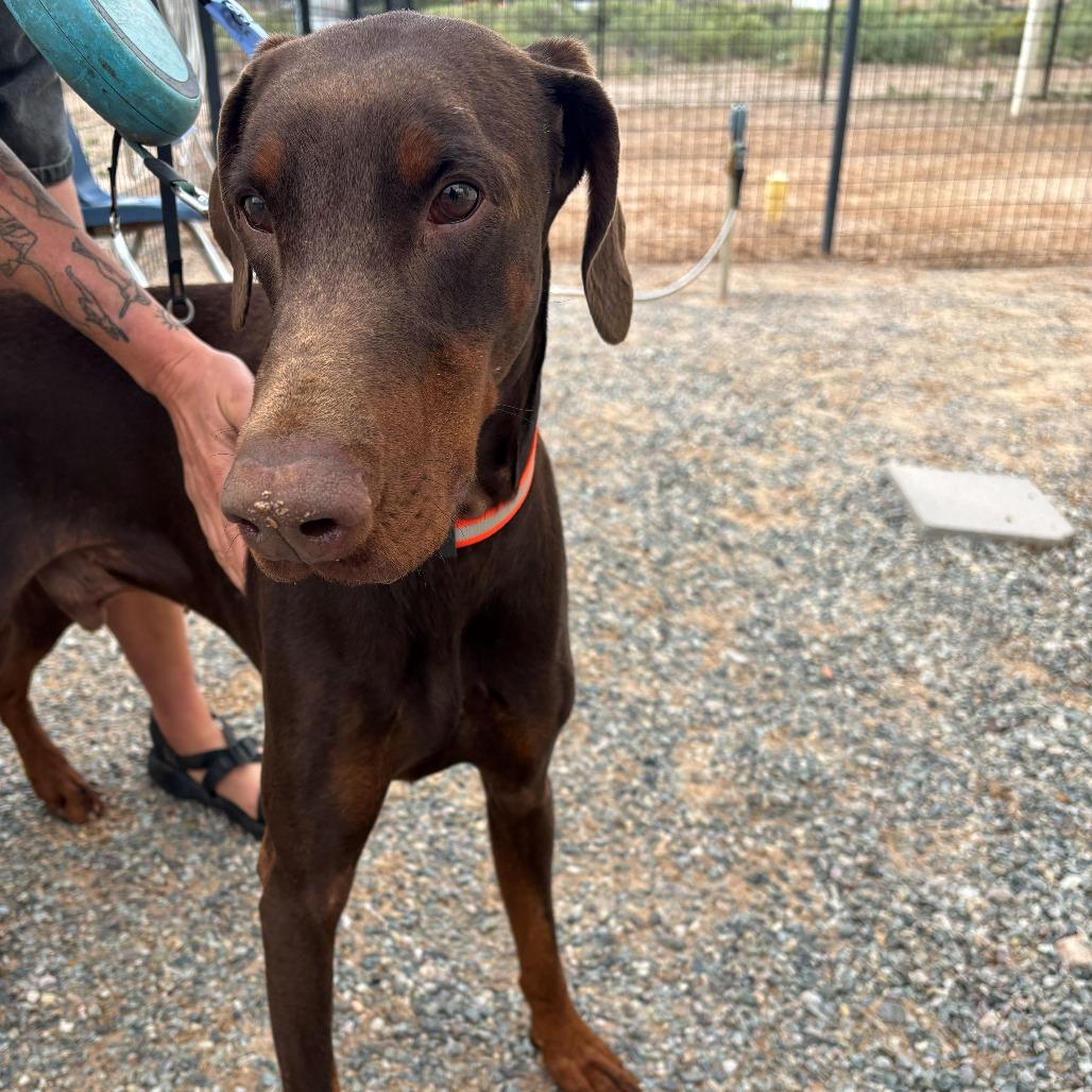 Spartan, Adoptable, Adult Male Doberman Pinscher.