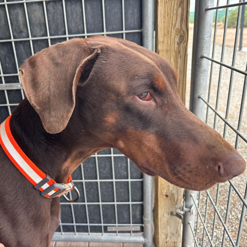 Enlarge Spartan, a Adoptable Doberman Pinscher in Bernalillo, NM image 2/2