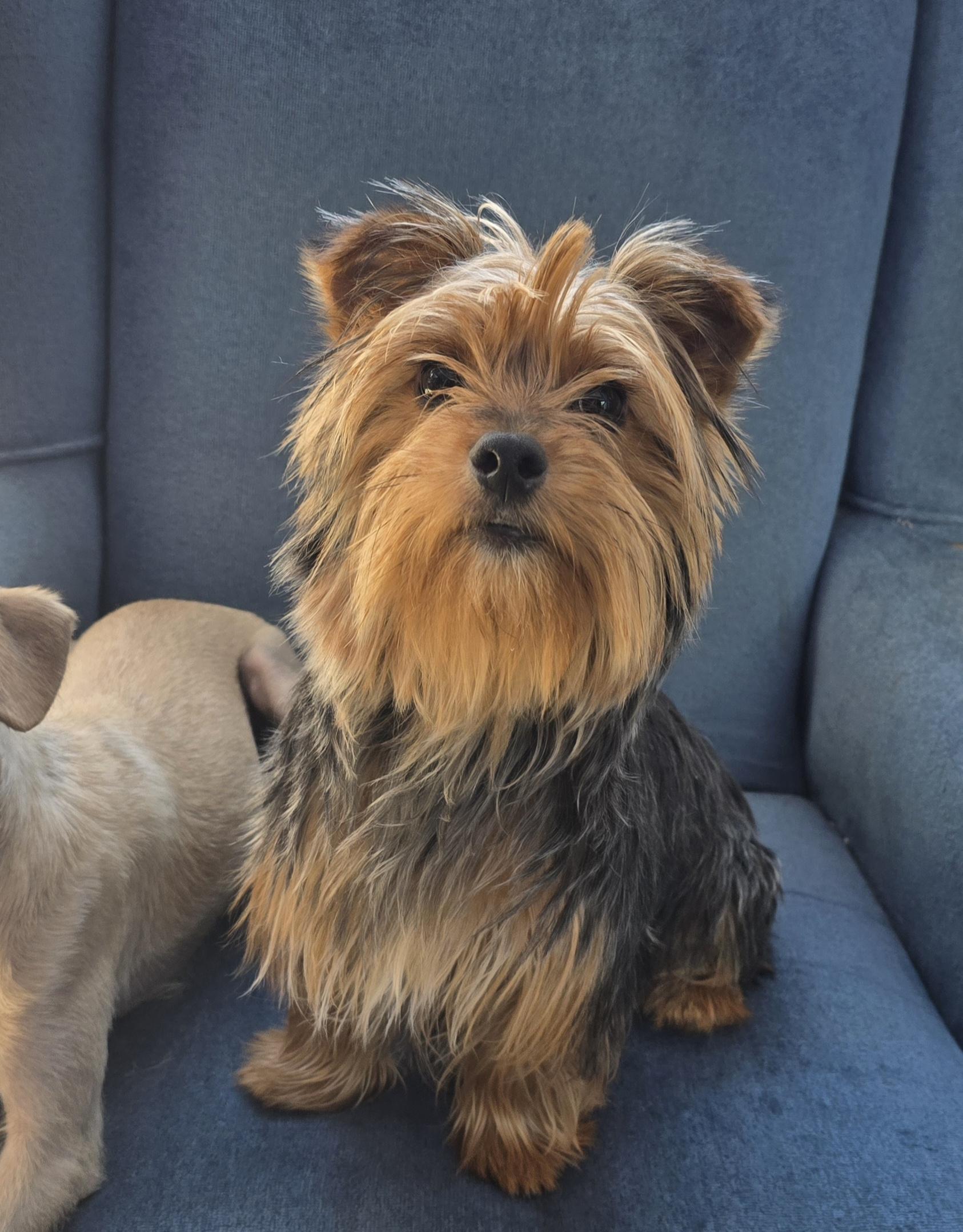 Enlarge Carlton, an adopted mixed breed in Hawthorne, CA image 2/2