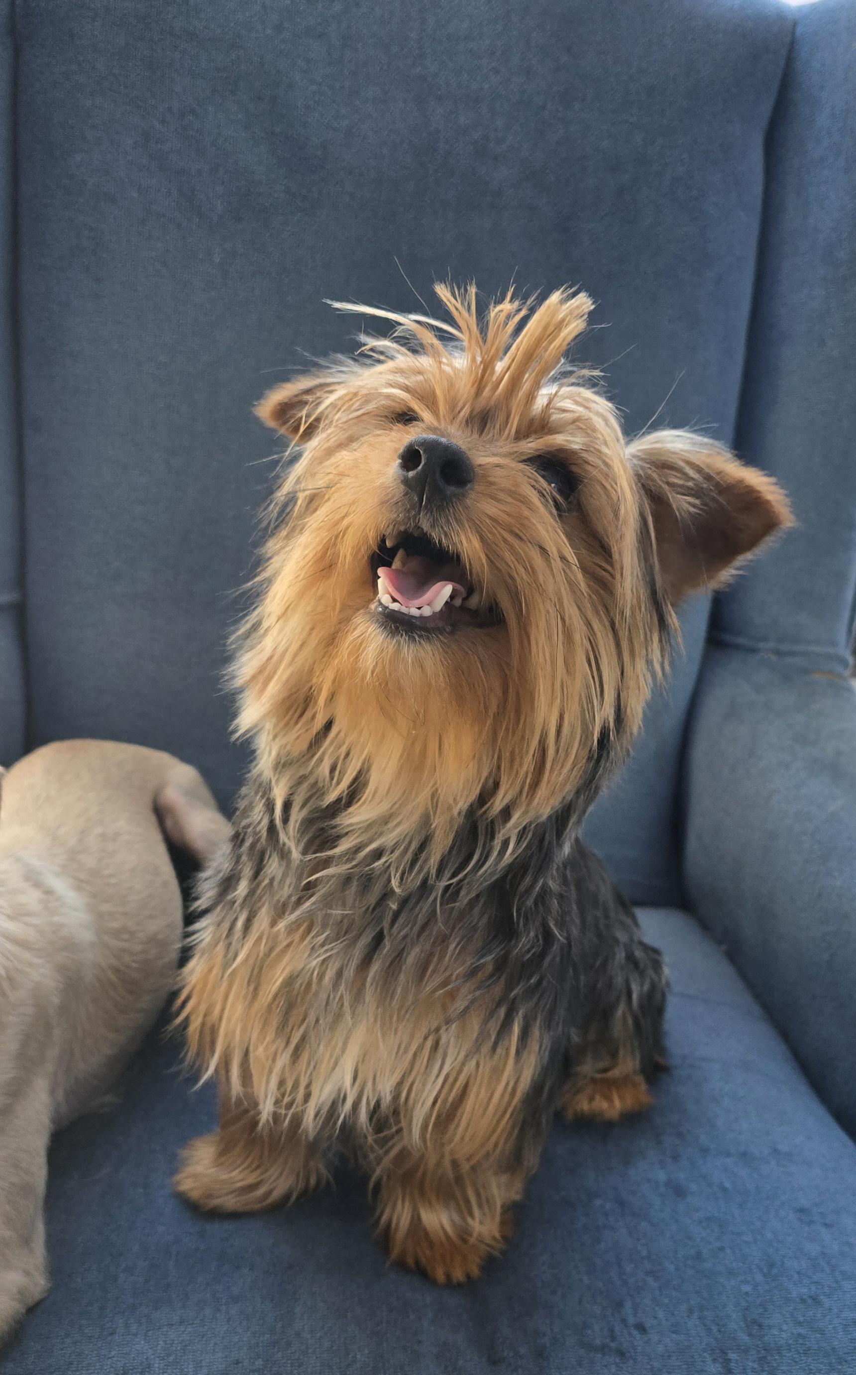 Carlton, adopted, Puppy Male Yorkshire Terrier & Silky Terrier.