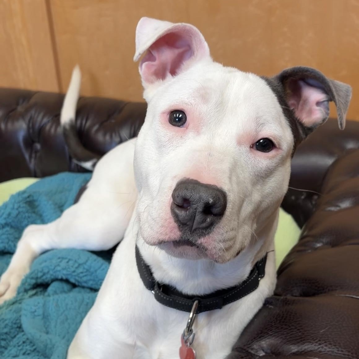 Enlarge Target, a ADOPTABLE mixed breed in Valparaiso, IN image 3/3