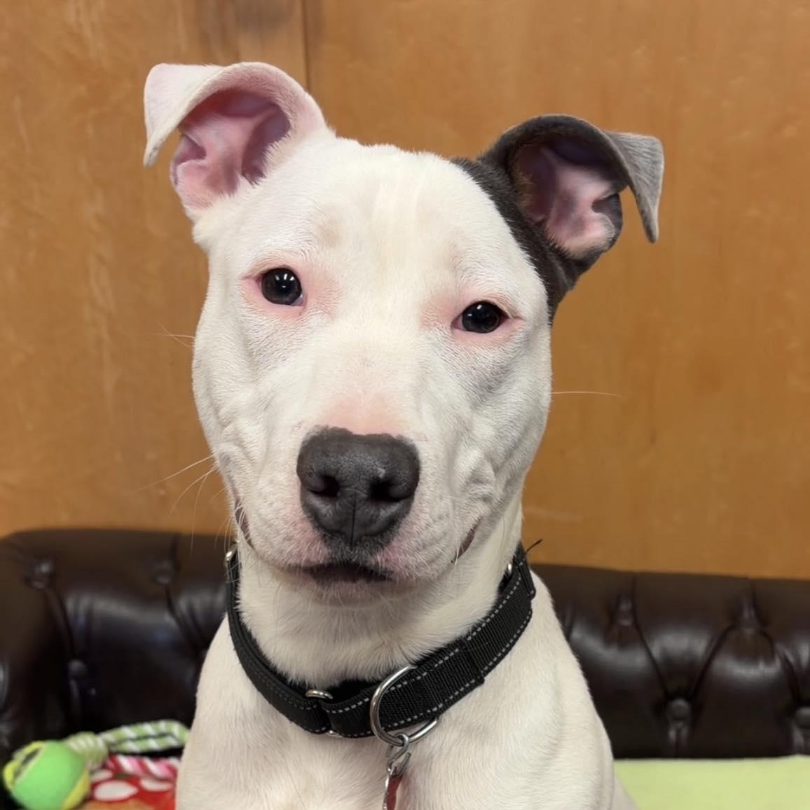 Enlarge Target, a ADOPTABLE mixed breed in Valparaiso, IN image 1/3