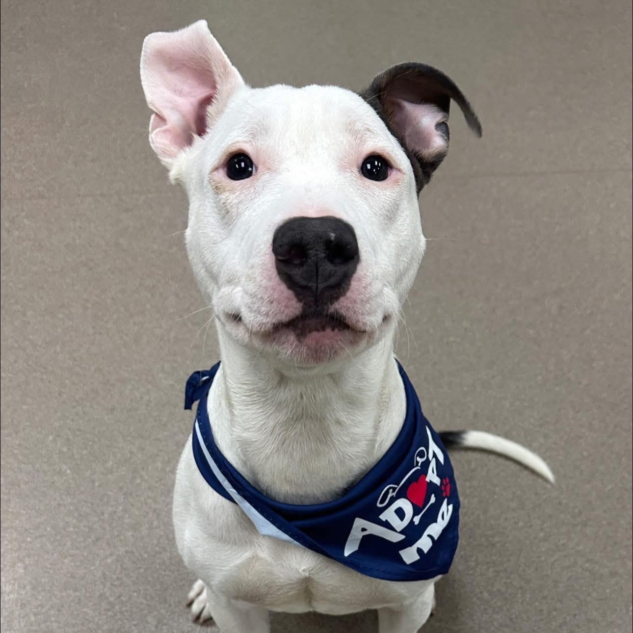 Enlarge Target, a ADOPTABLE mixed breed in Valparaiso, IN image 2/3