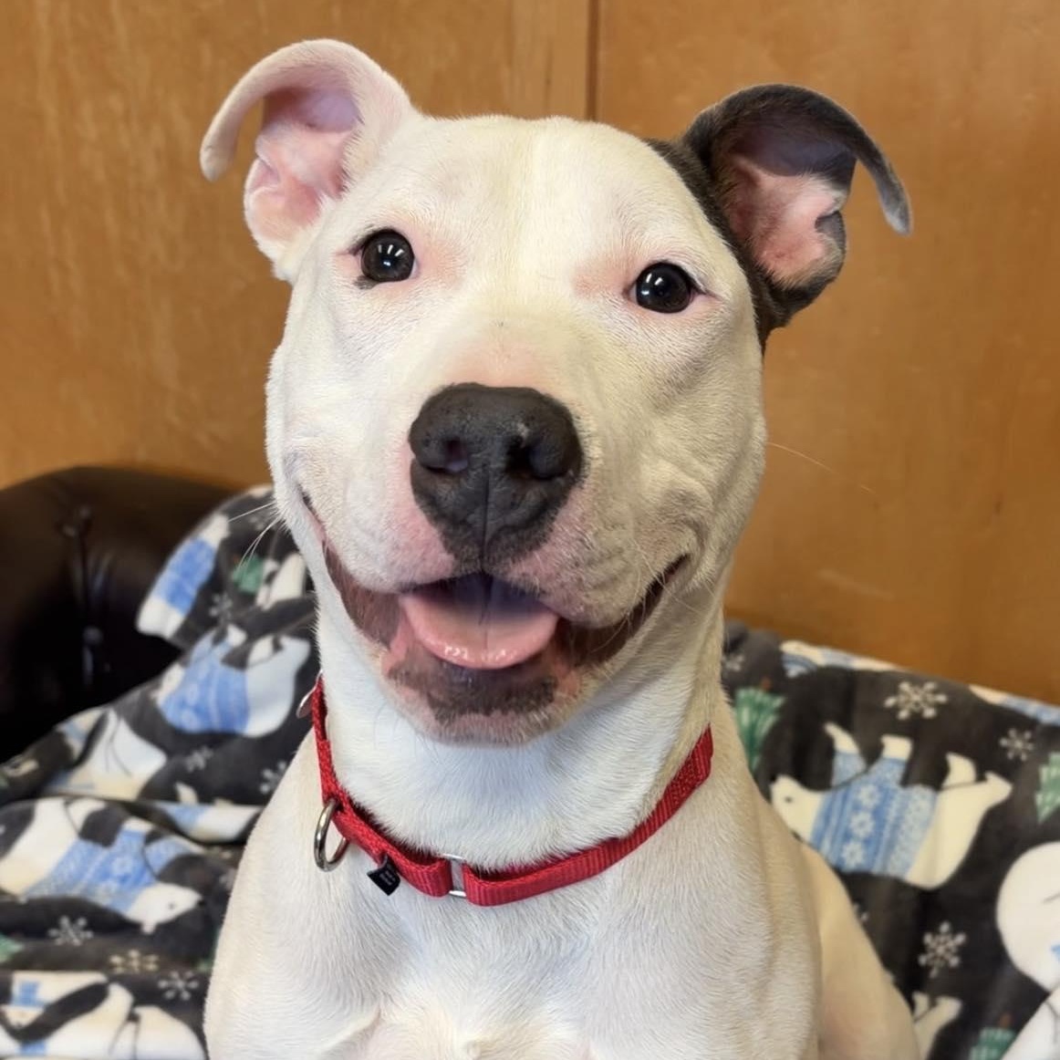 Target, ADOPTABLE, Young Male American Bulldog.