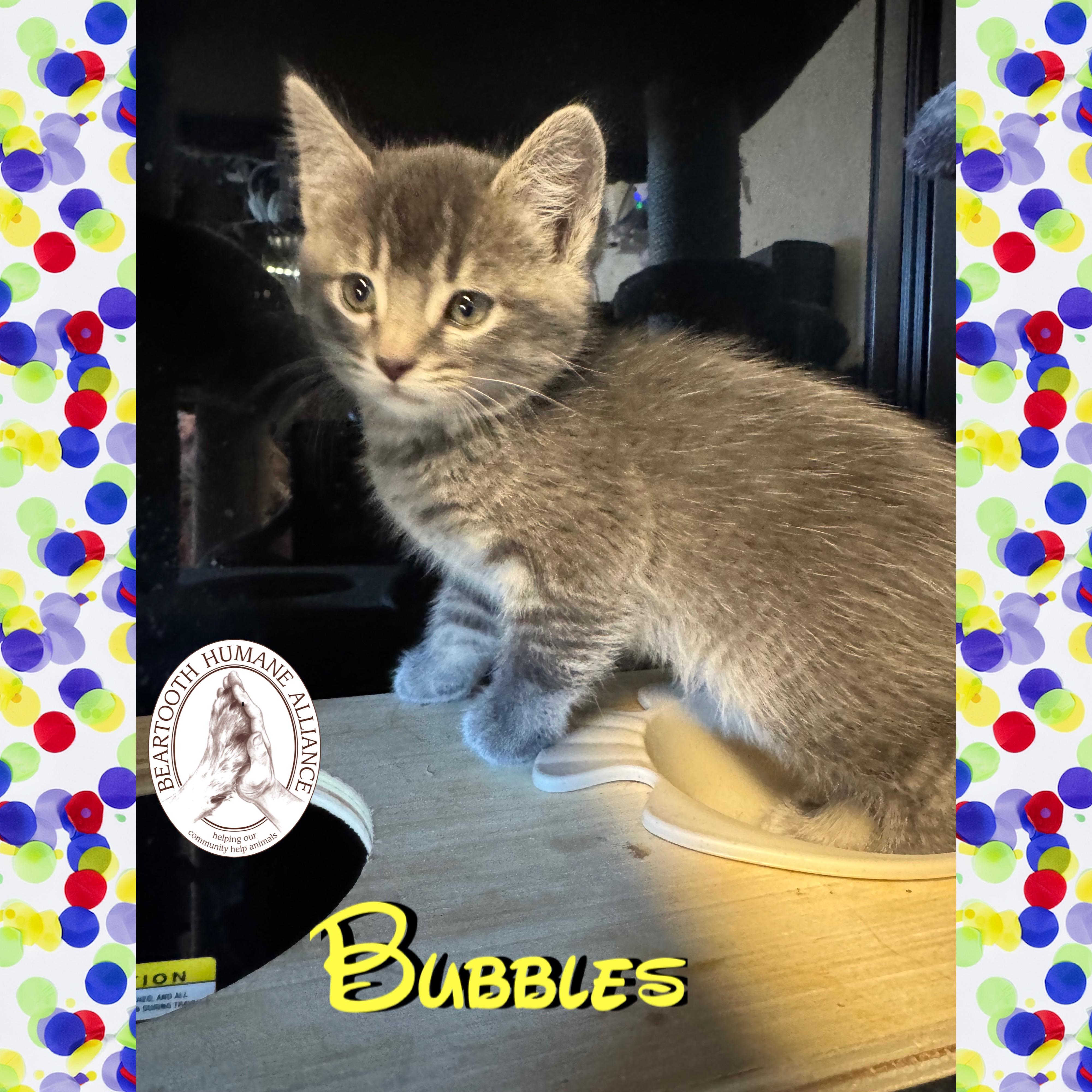 Bubbles, an adoptable Domestic Medium Hair in Red Lodge, MT, 59068 | Photo Image 1