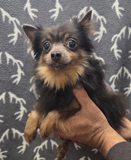 Ruby, Adoptable, Adult Female Pomeranian & Mixed Breed.