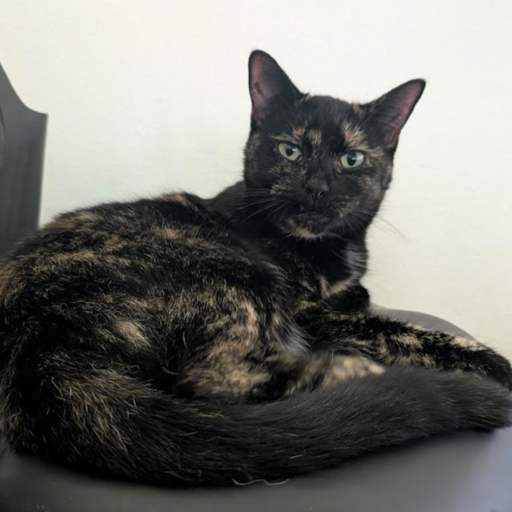 Mavis, Adoptable, Senior Female Domestic Short Hair.