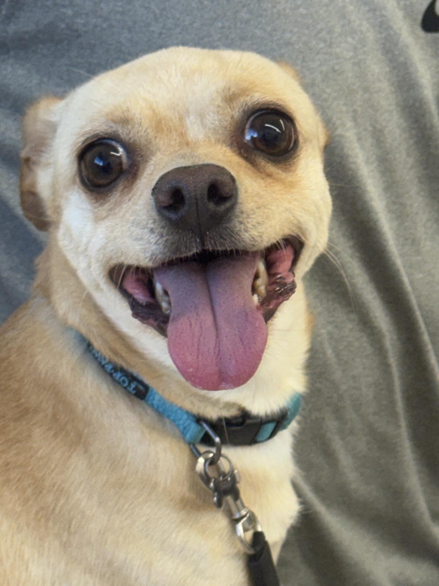 Enlarge Chancho 0126, a Adoptable mixed breed in Sonora, CA image 2/2