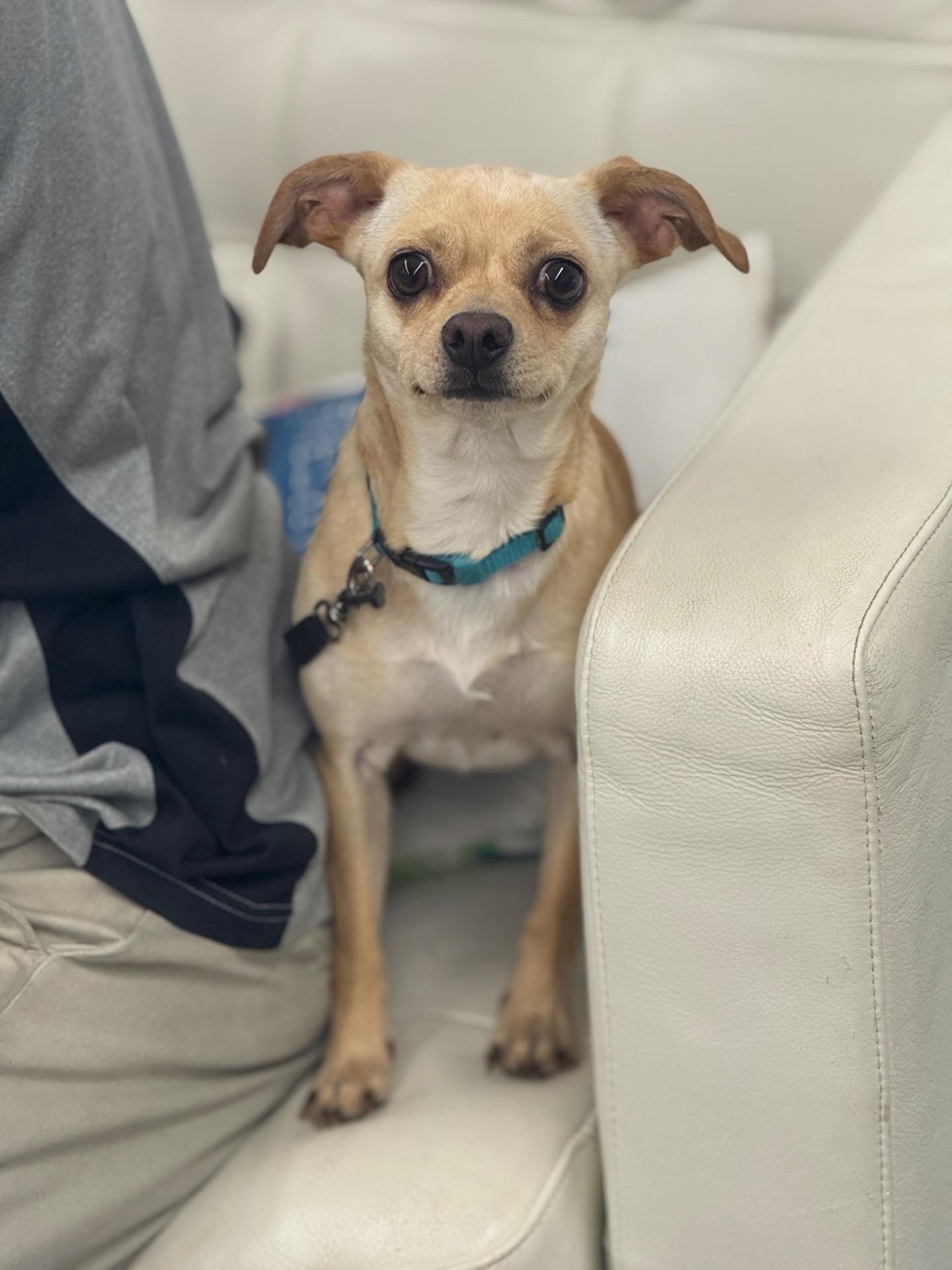 Chancho 0126, Adoptable, Adult Female Dachshund & Pomeranian.