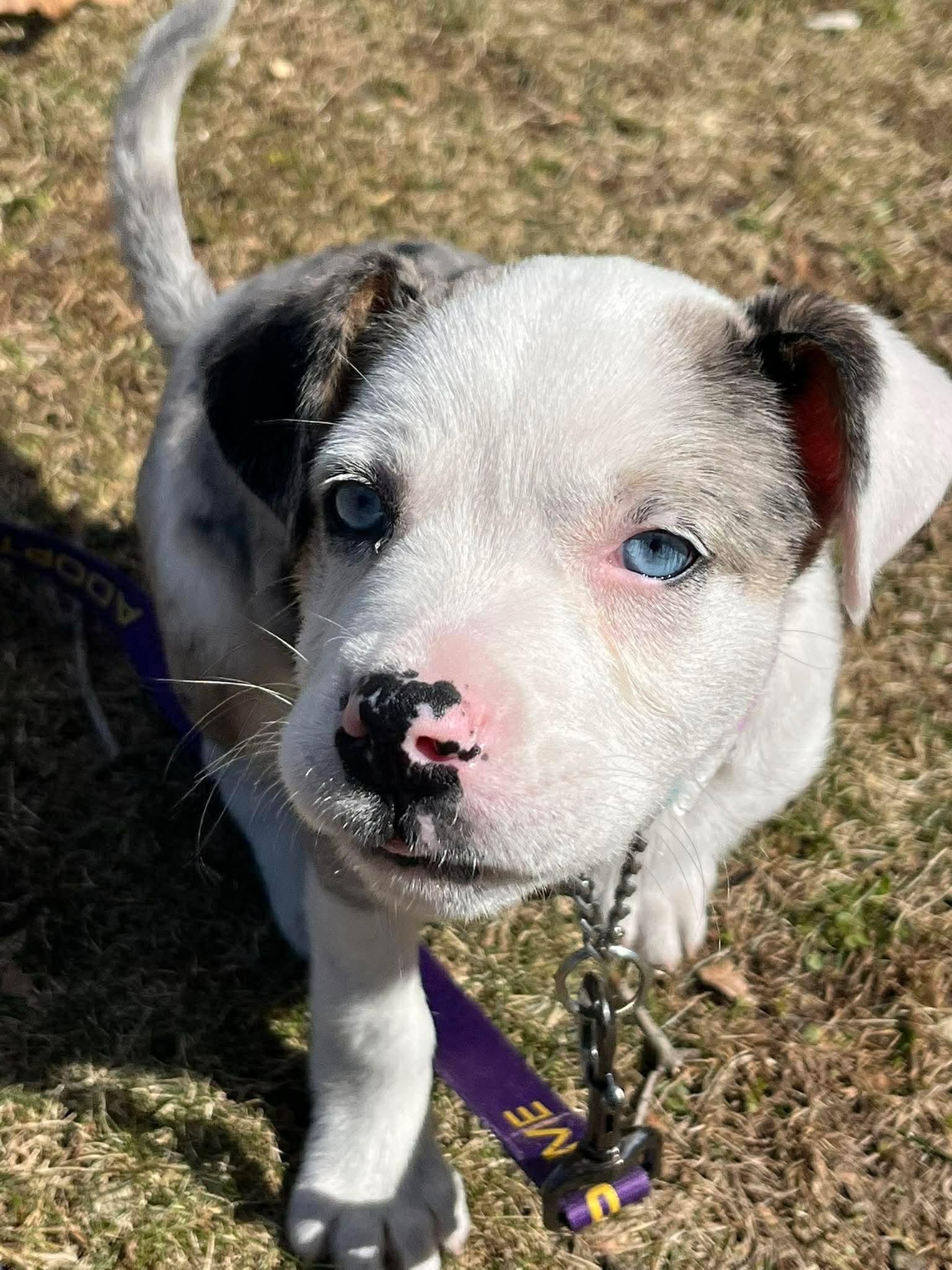 Enlarge Xena*, a Adoptable mixed breed in Cumberland , RI image 2/5
