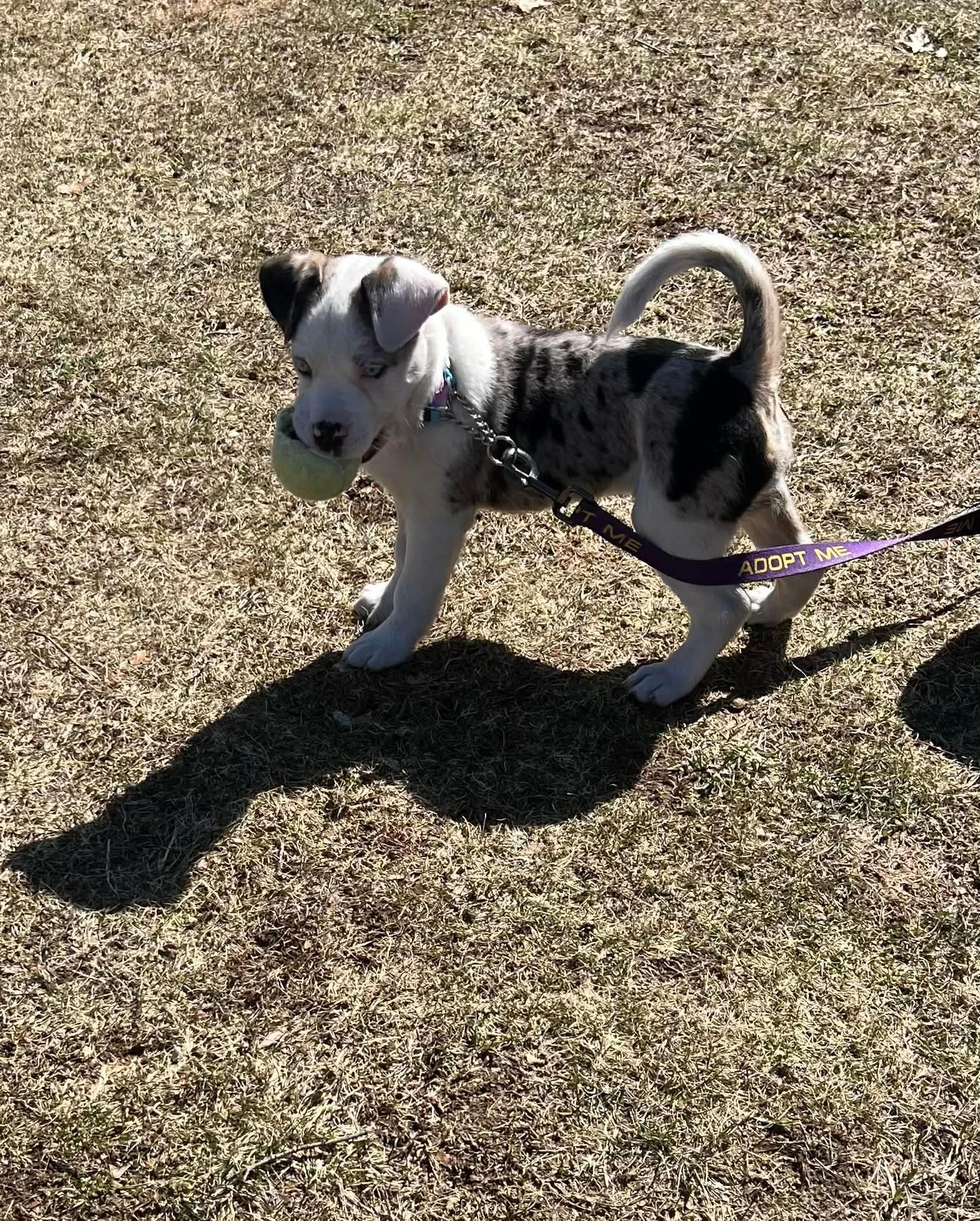 Enlarge Xena*, a Adoptable mixed breed in Cumberland , RI image 4/5