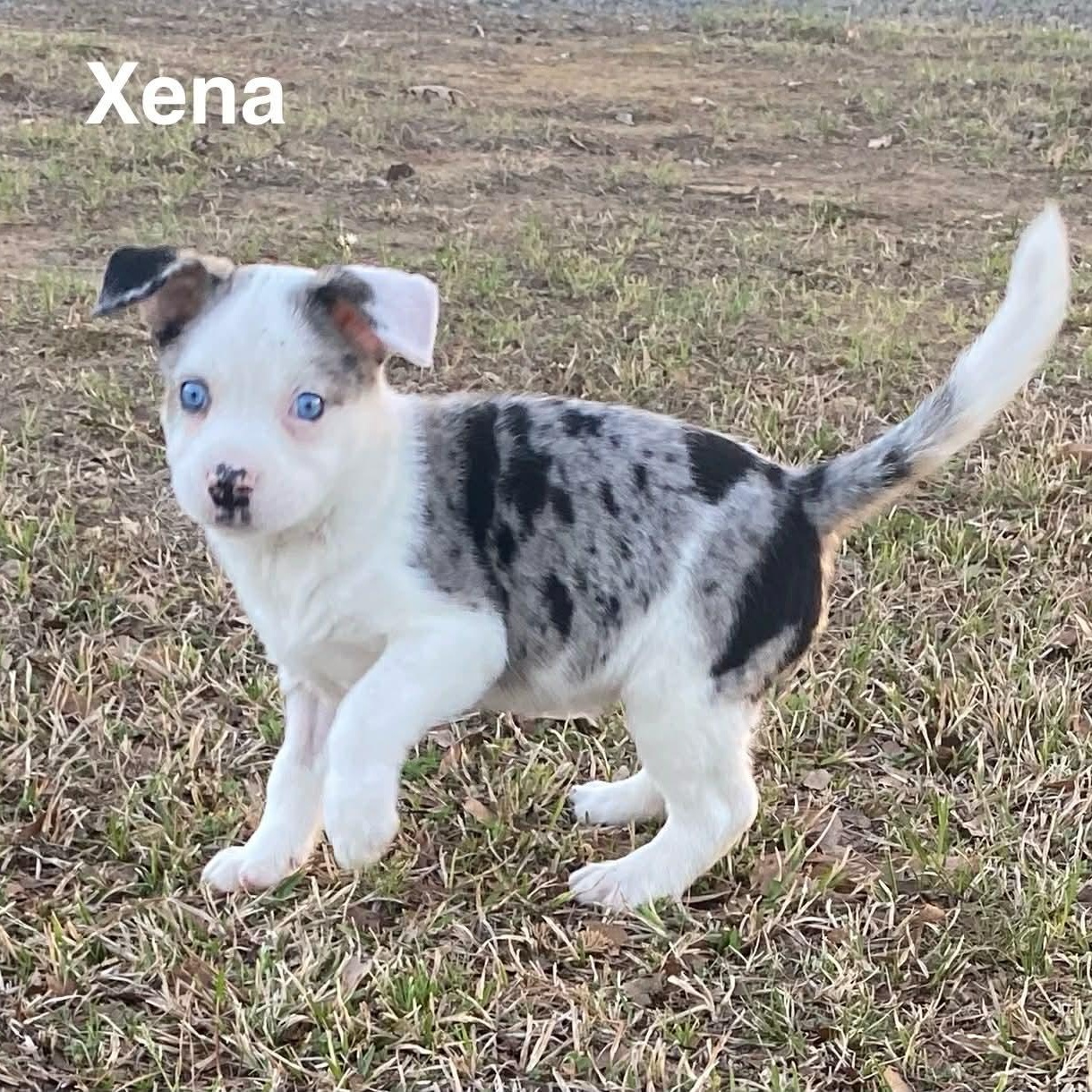 Xena, Adoptable, Puppy Female Australian Shepherd.