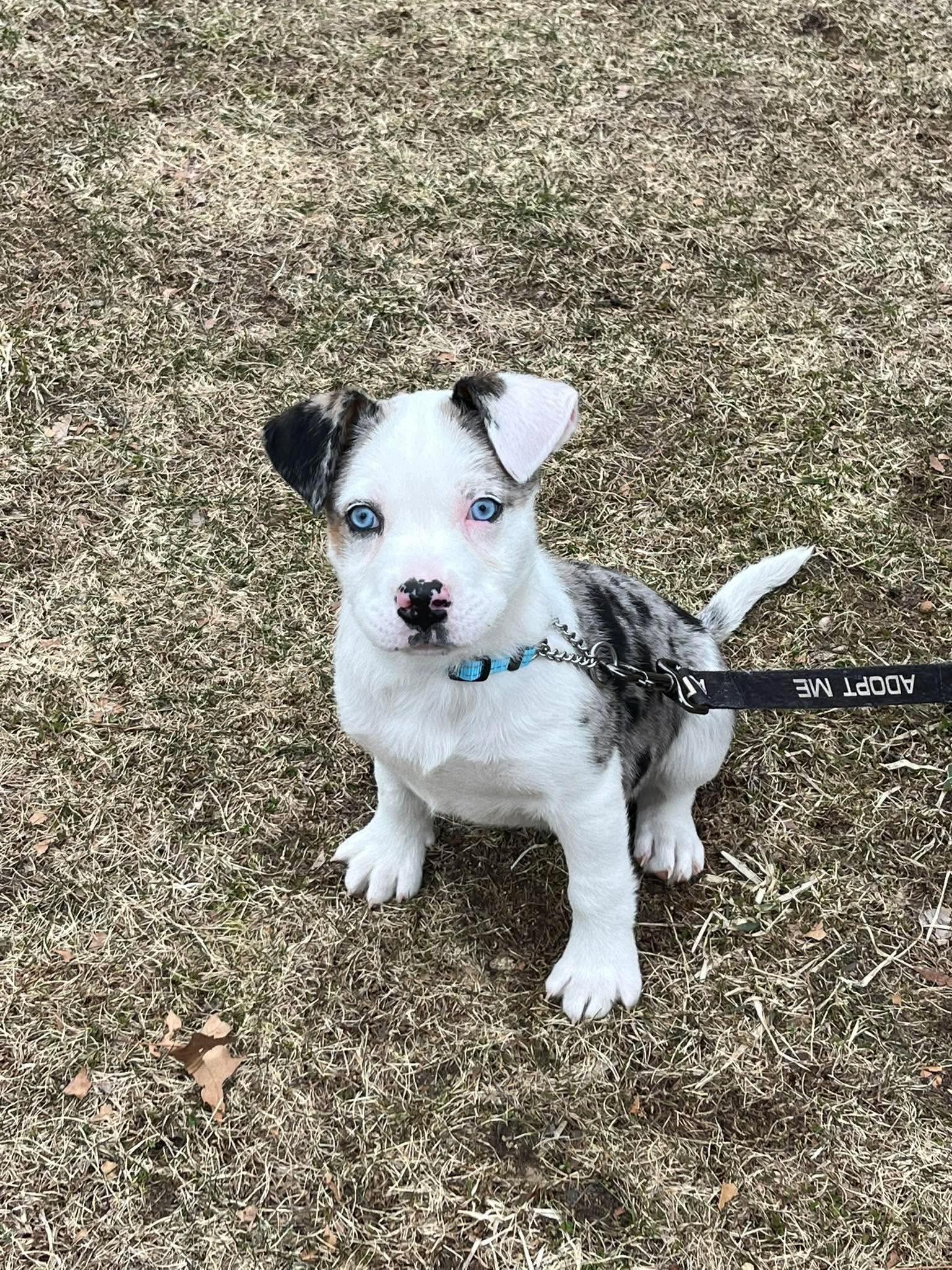 Enlarge Xena*, a Adoptable mixed breed in Cumberland , RI image 3/5