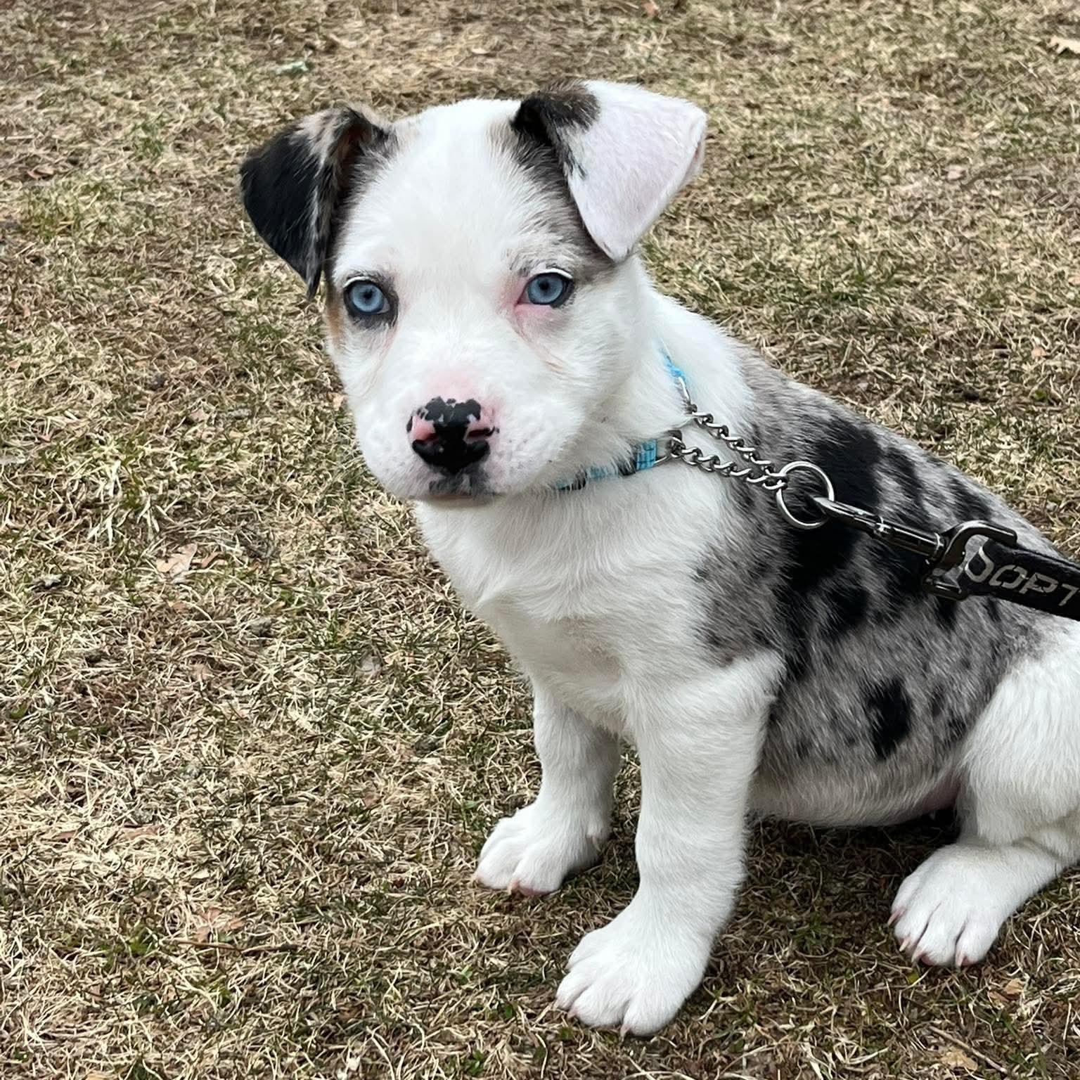 Xena*, Adoptable, Puppy Female Australian Shepherd.