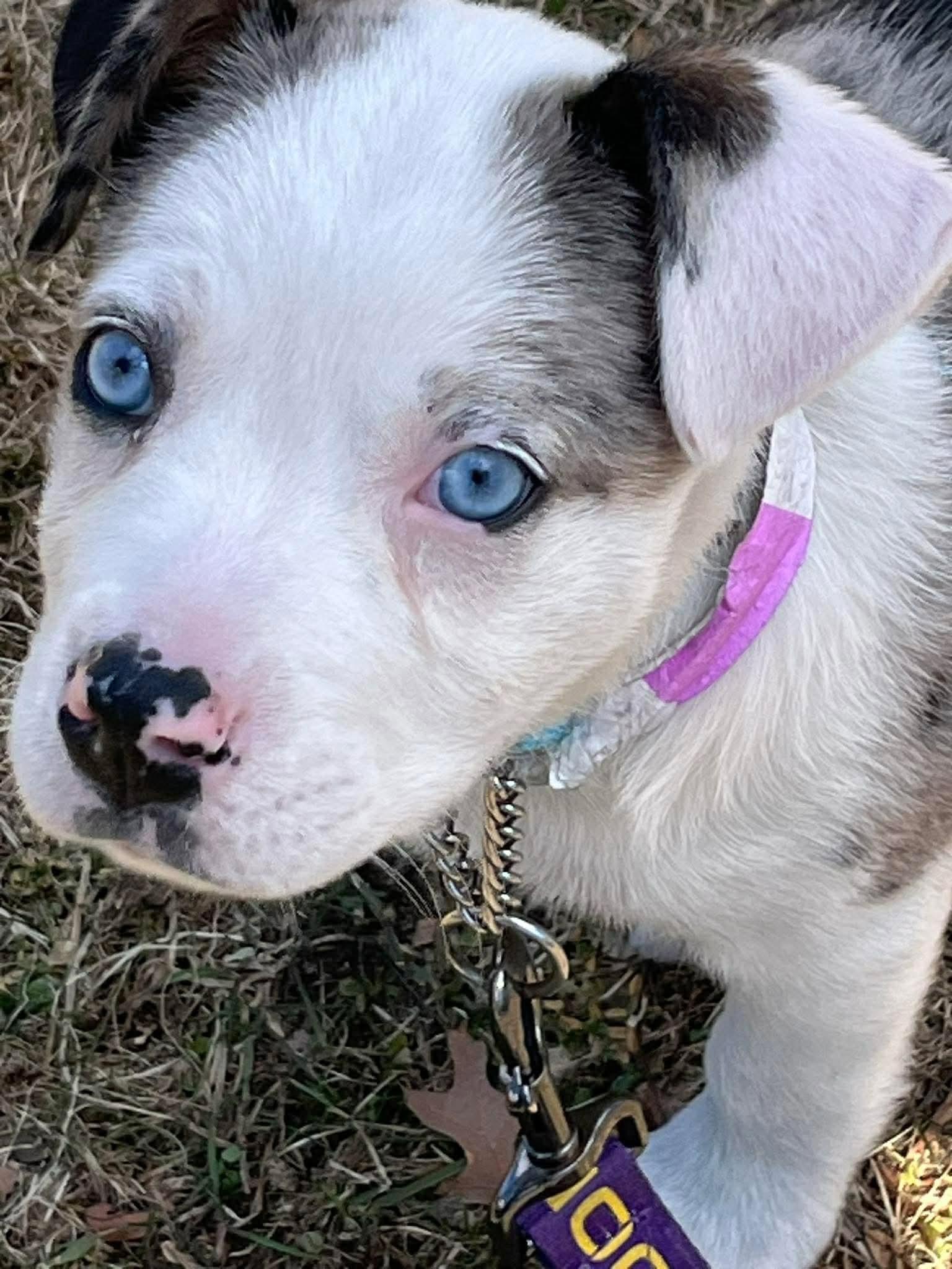 Enlarge Xena*, a Adoptable mixed breed in Cumberland , RI image 5/5
