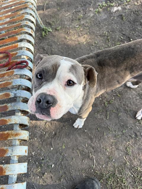 Enlarge DUBAI, a Adoptable Pit Bull Terrier in Corpus Christi, TX image 1/1