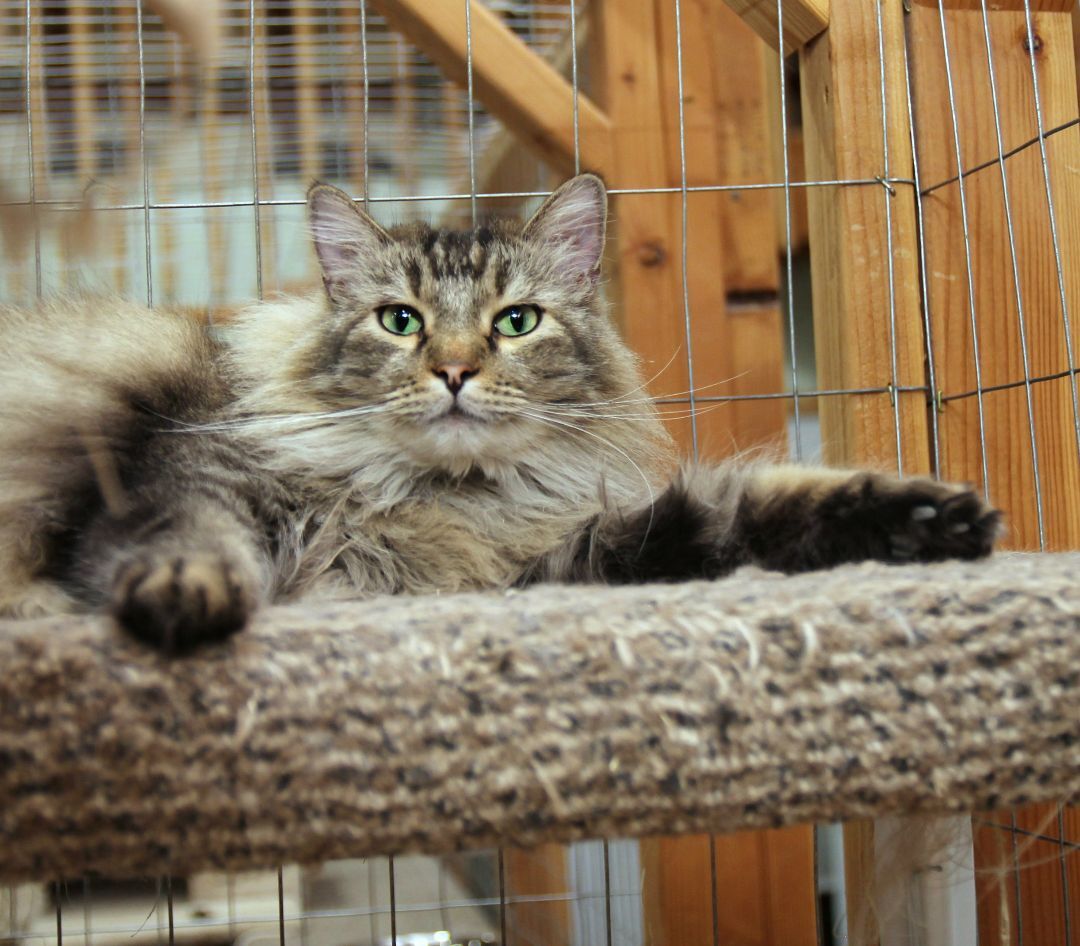 Flurry, an adoptable Tabby in Harrisville, UT, 84404 | Photo Image 2