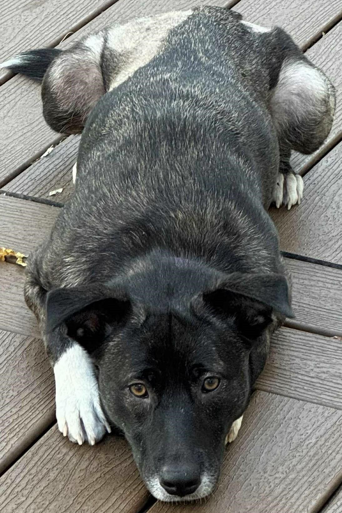 Berry (Wonderful Family Dog)