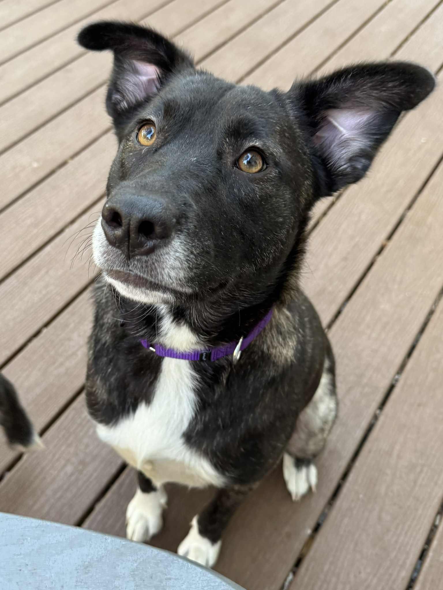 Berry (Wonderful Family Dog)