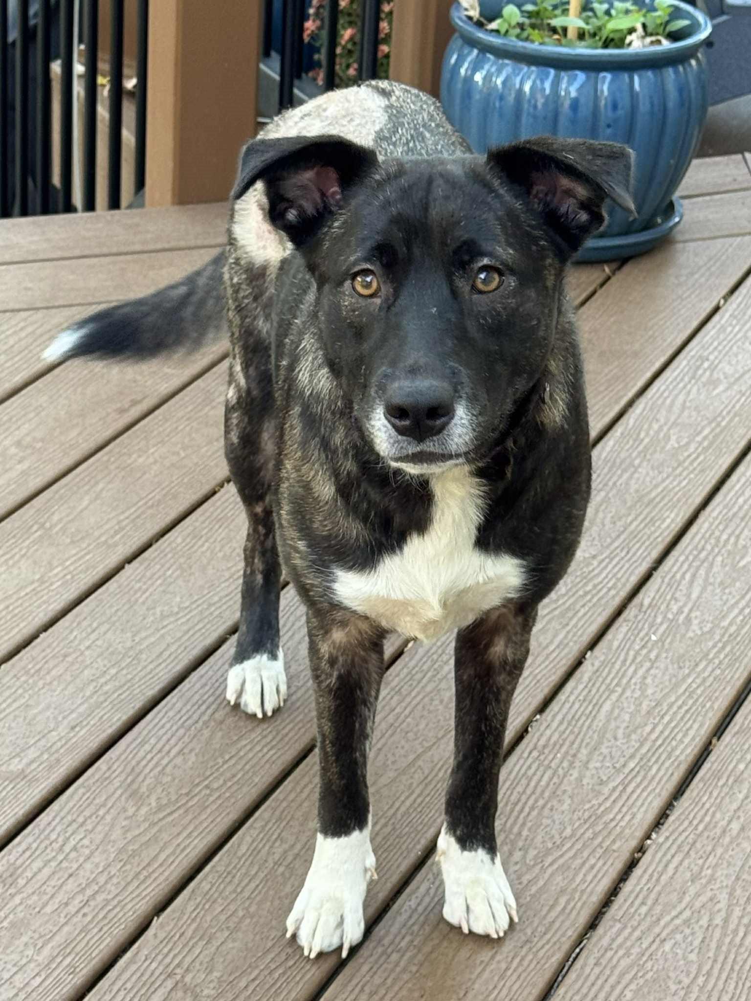 Berry (Wonderful Family Dog)