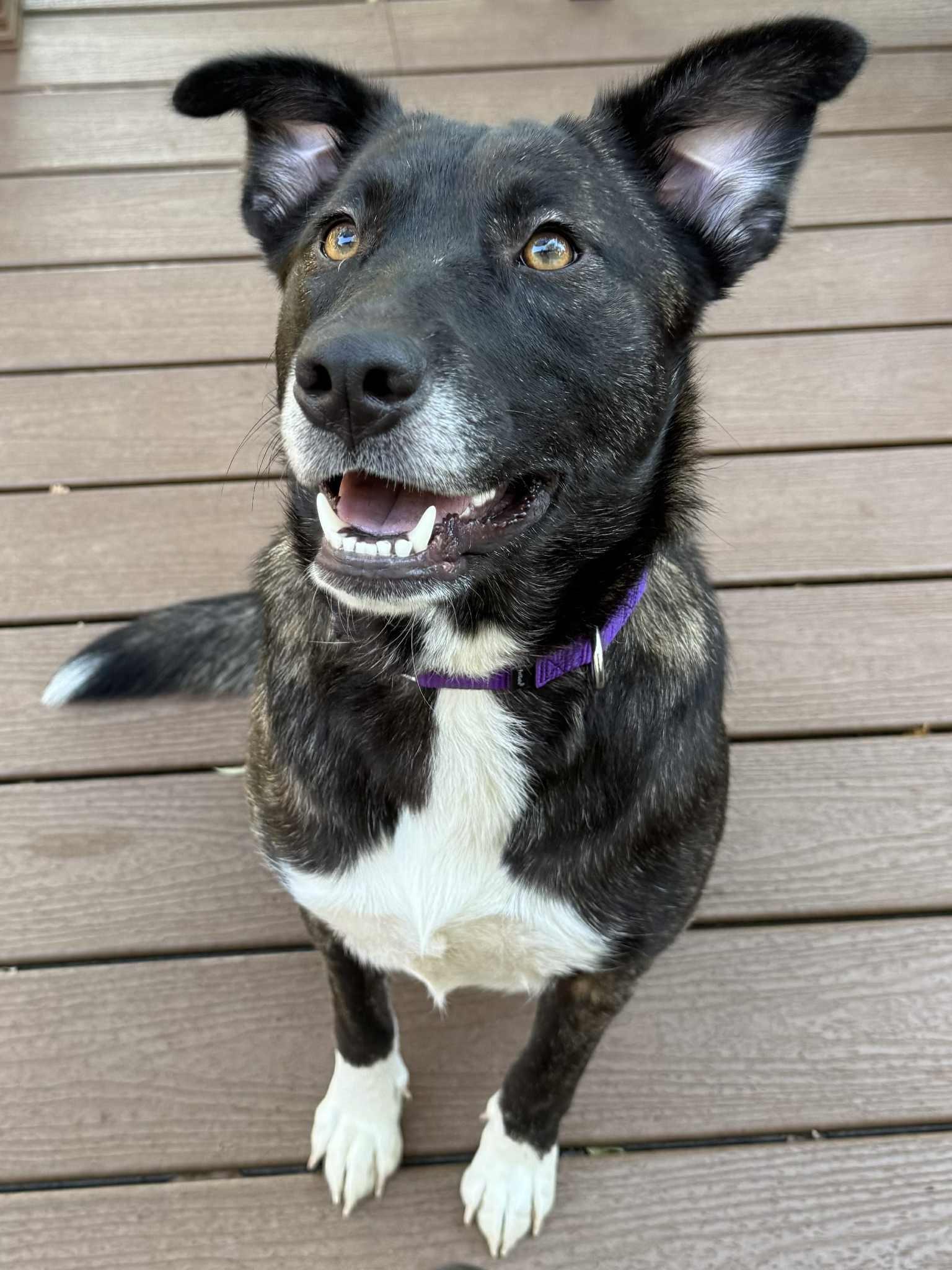 Berry (Wonderful Family Dog)