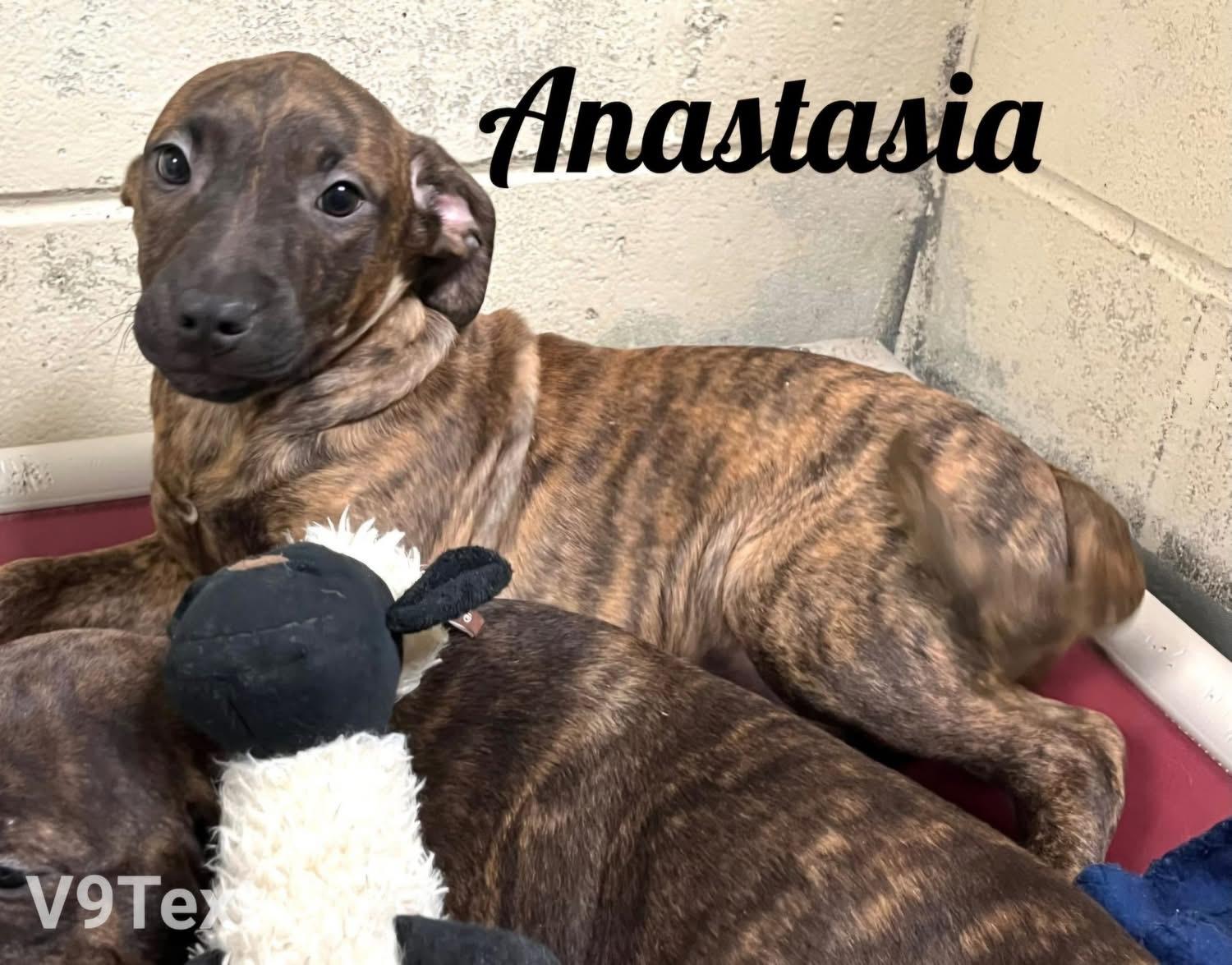 Anastasia thumbnail 1