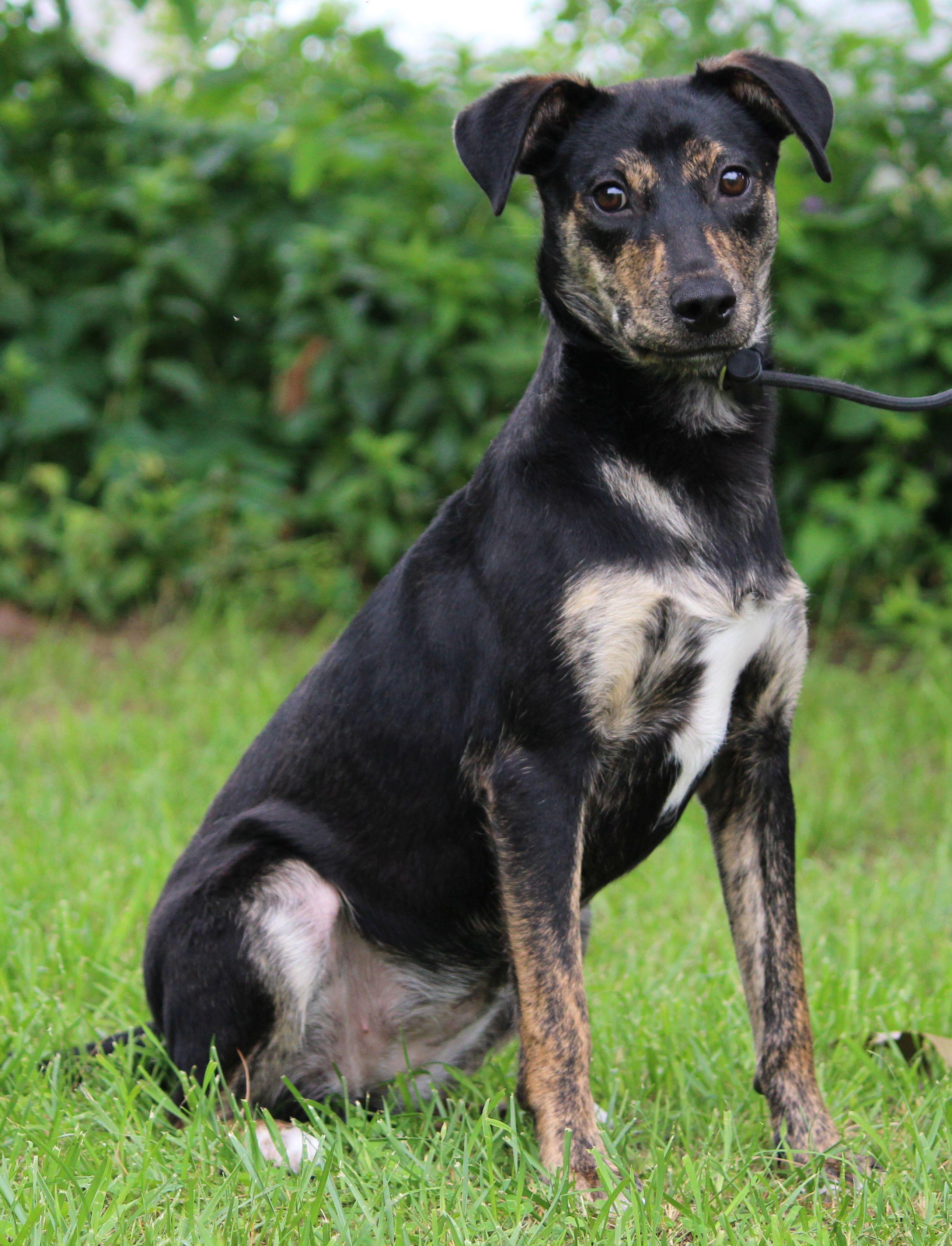Chicha, a ADOPTABLE Mixed Breed in Portage, WI image 4/6