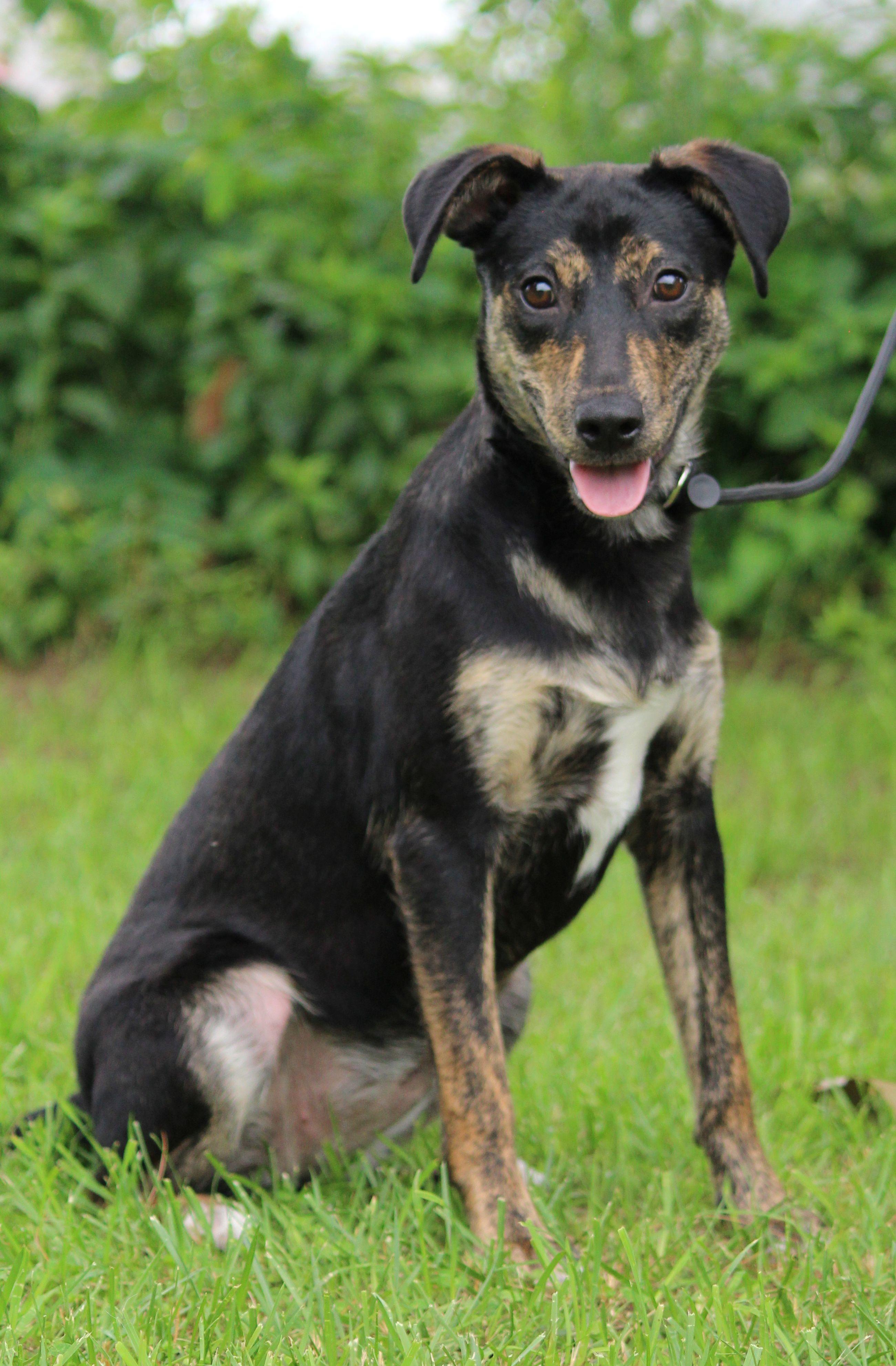 Chicha, a ADOPTABLE Mixed Breed in Portage, WI image 6/6