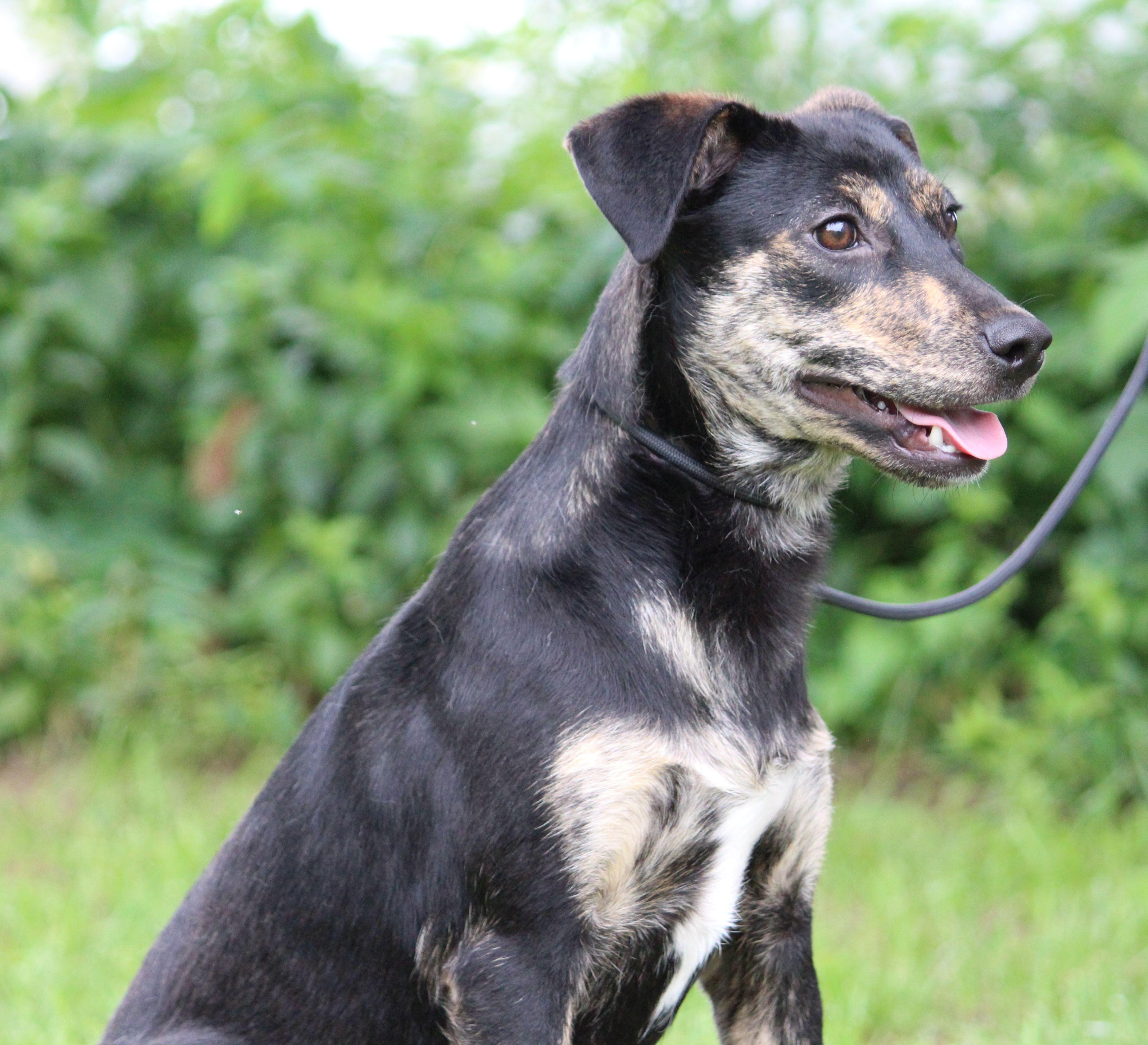 Chicha, a ADOPTABLE Mixed Breed in Portage, WI image 5/6
