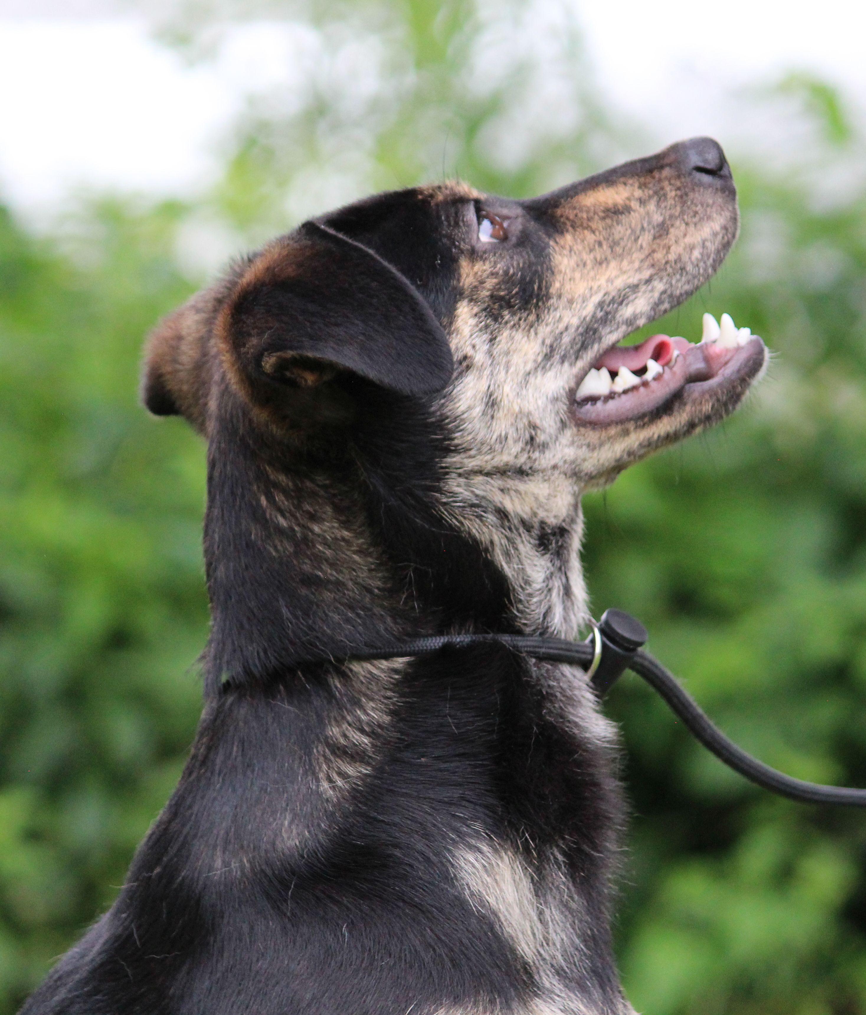 Chicha, a ADOPTABLE Mixed Breed in Portage, WI image 1/6